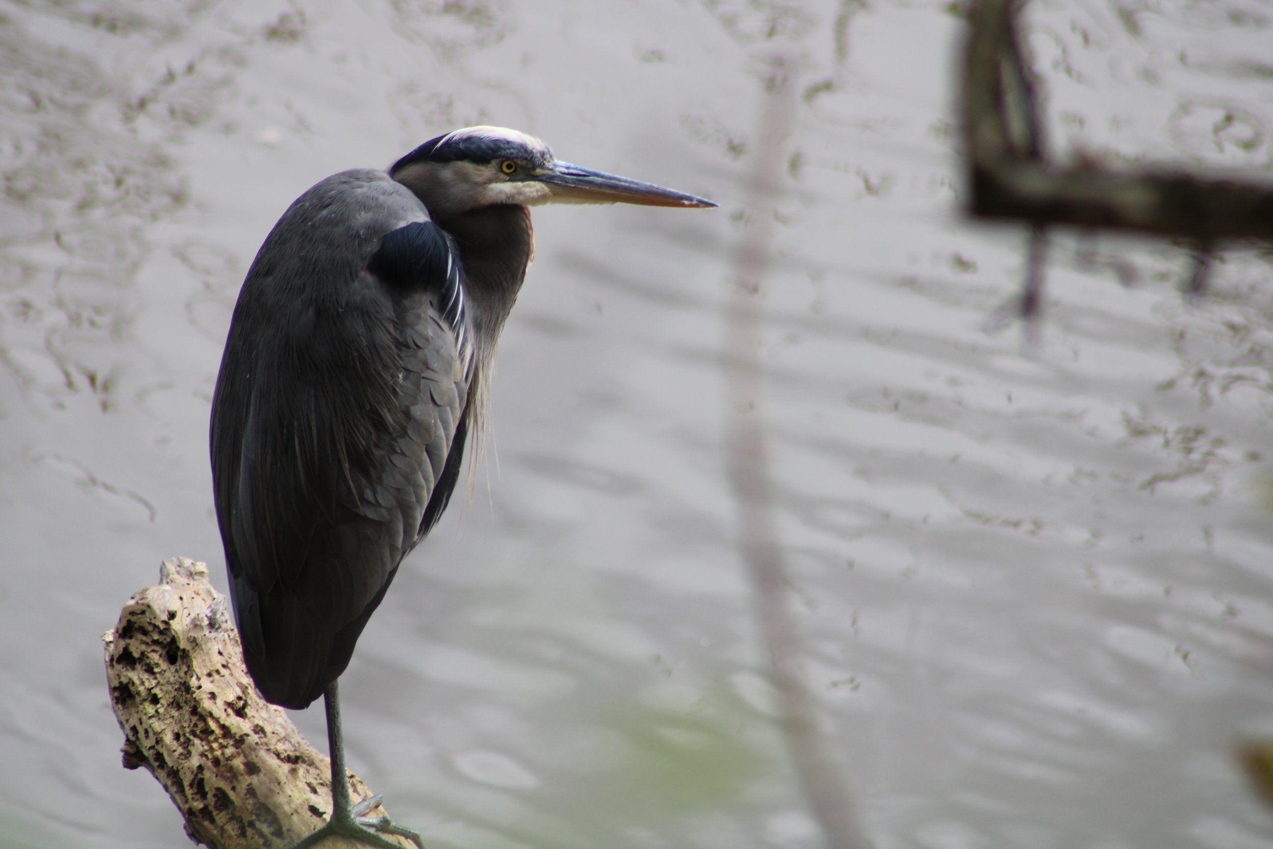 E Great Blue Heron.JPG