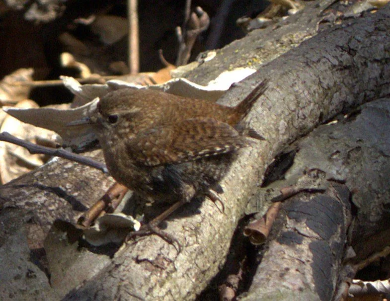 Winter Wren