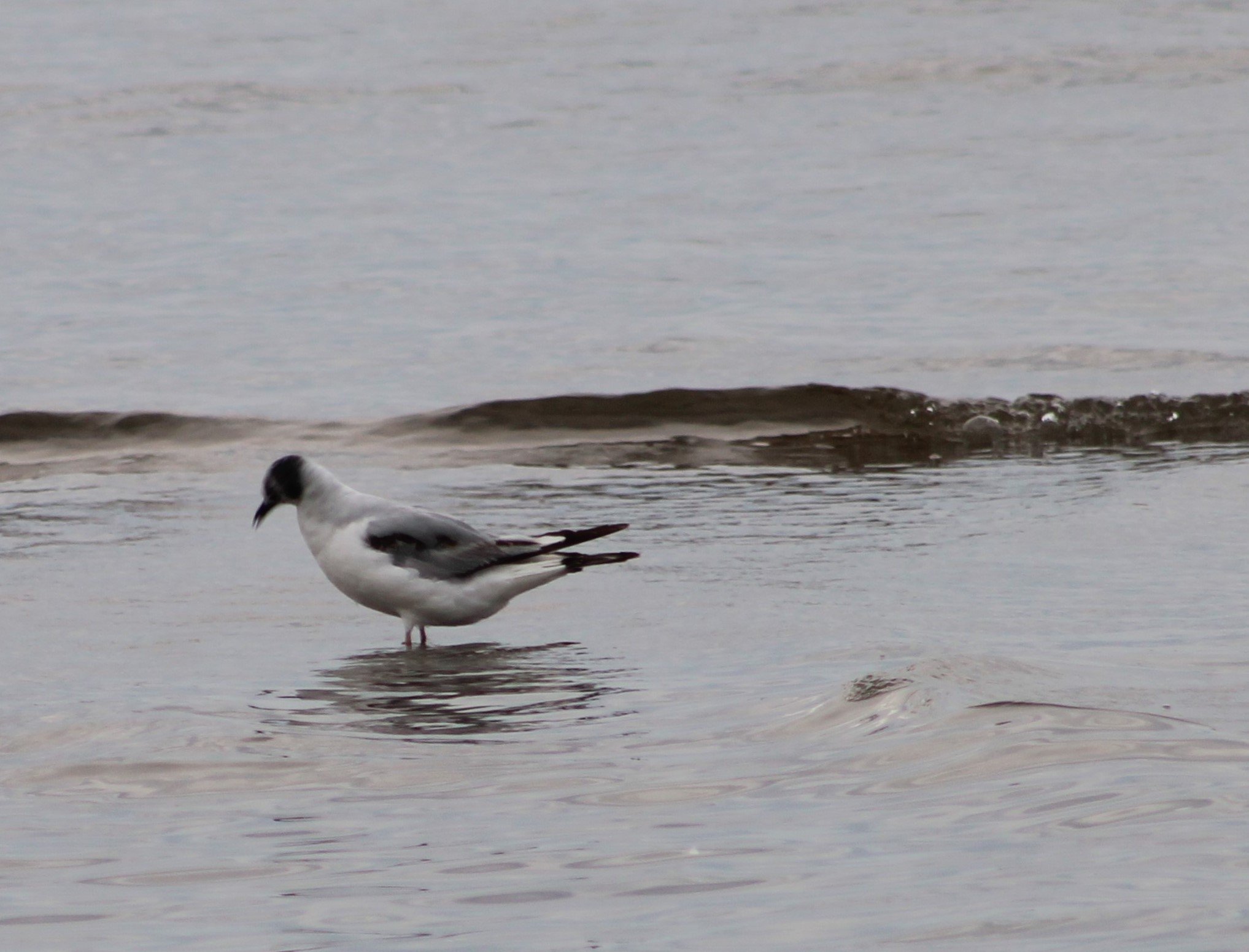 A Bonaparte's Gull.JPG