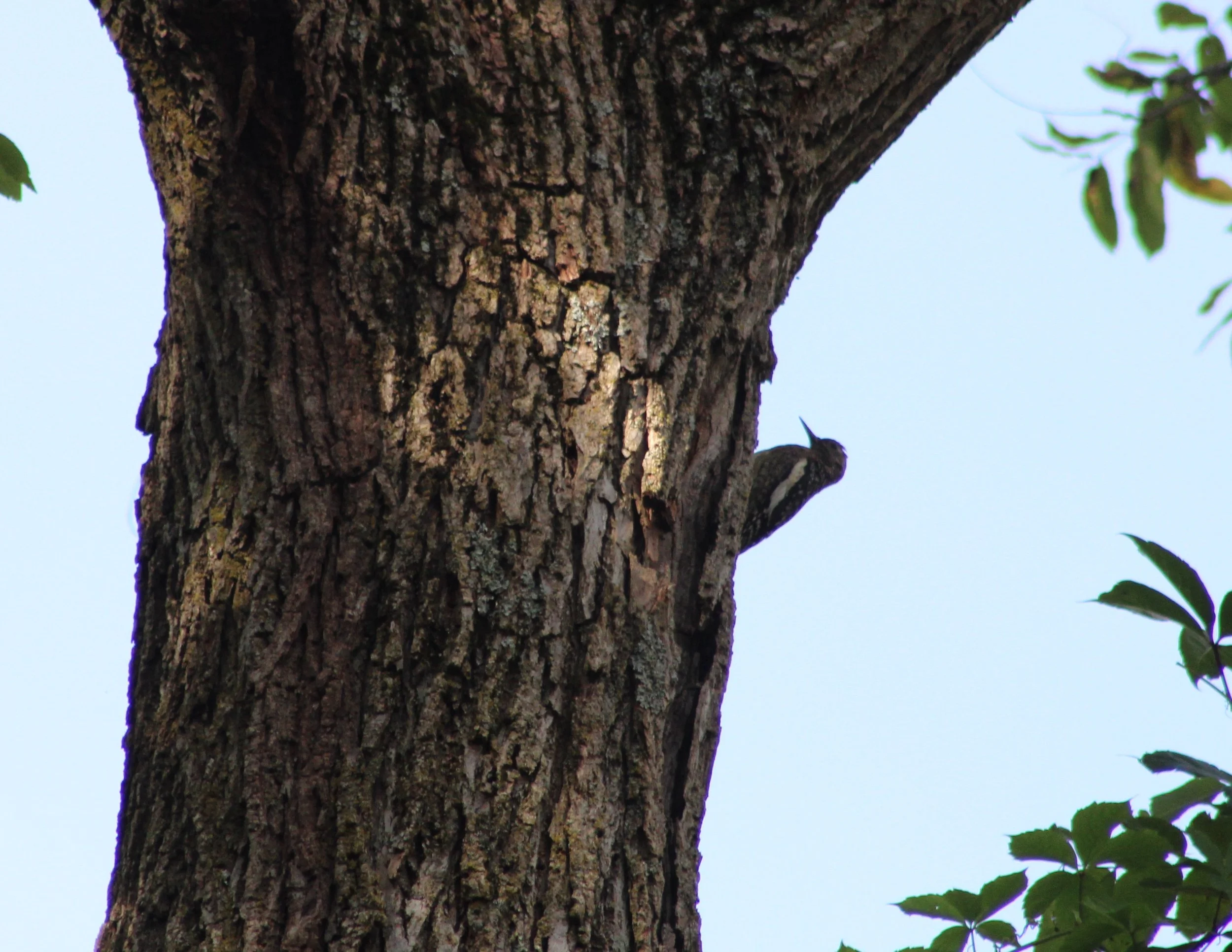 A Yellow-bellied Sapsucker.JPG