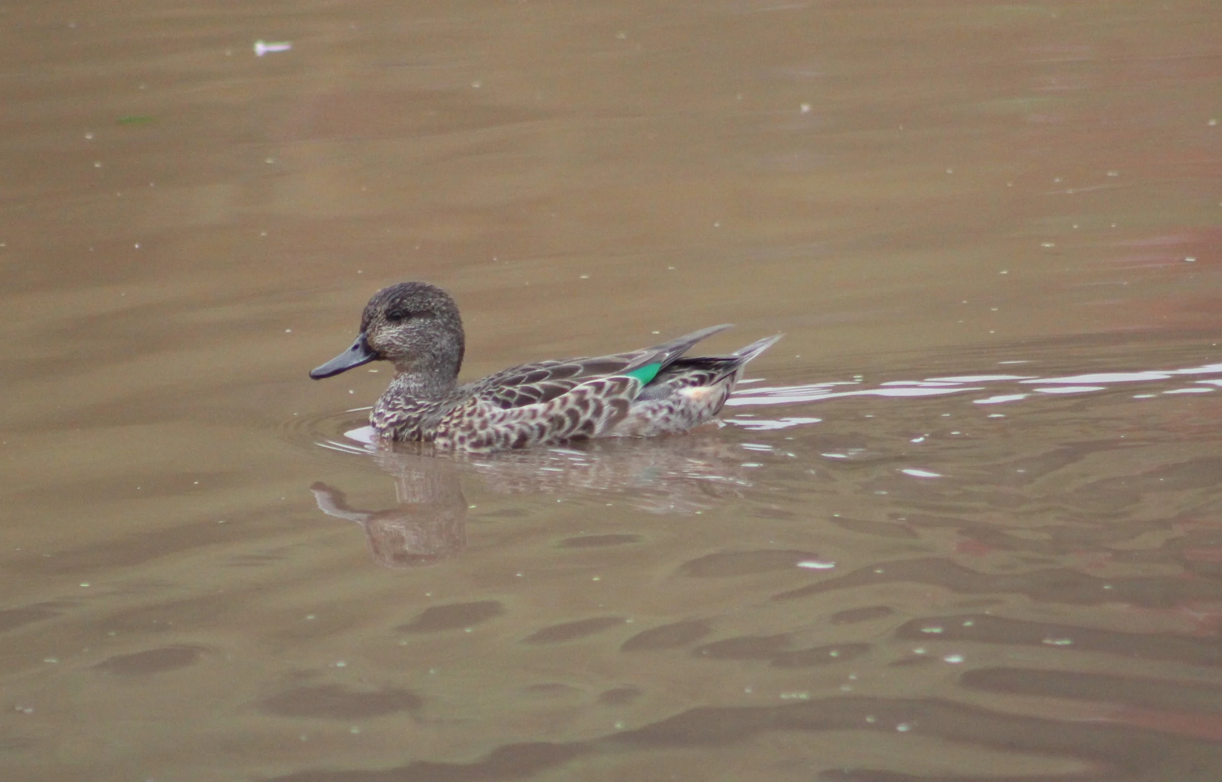 O Green-winged Teal.JPG