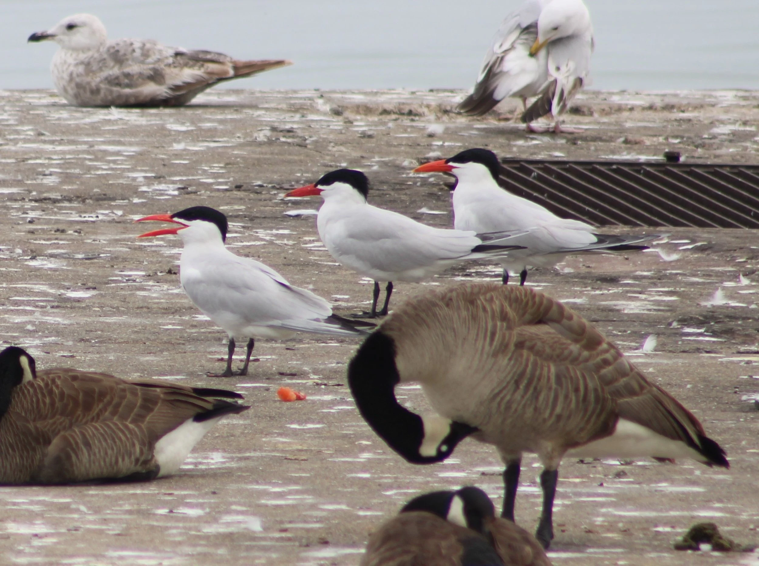 E Caspian Tern.JPG