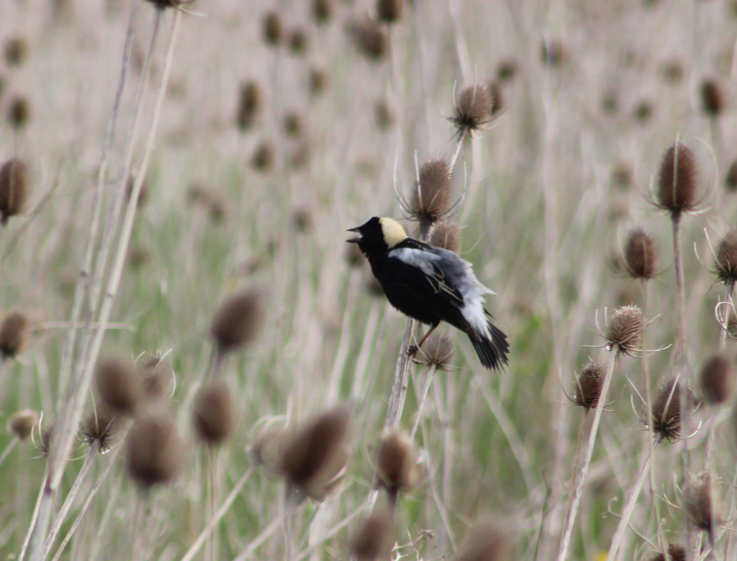 A Bobolink.JPG