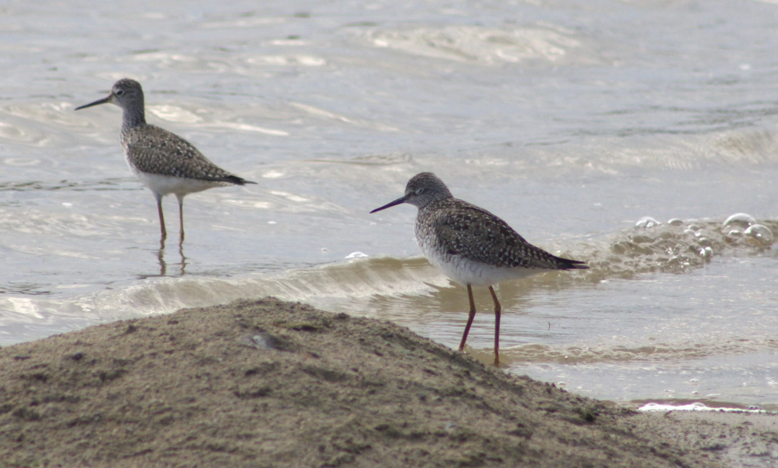 C Lesser Yellowlegs.jpg