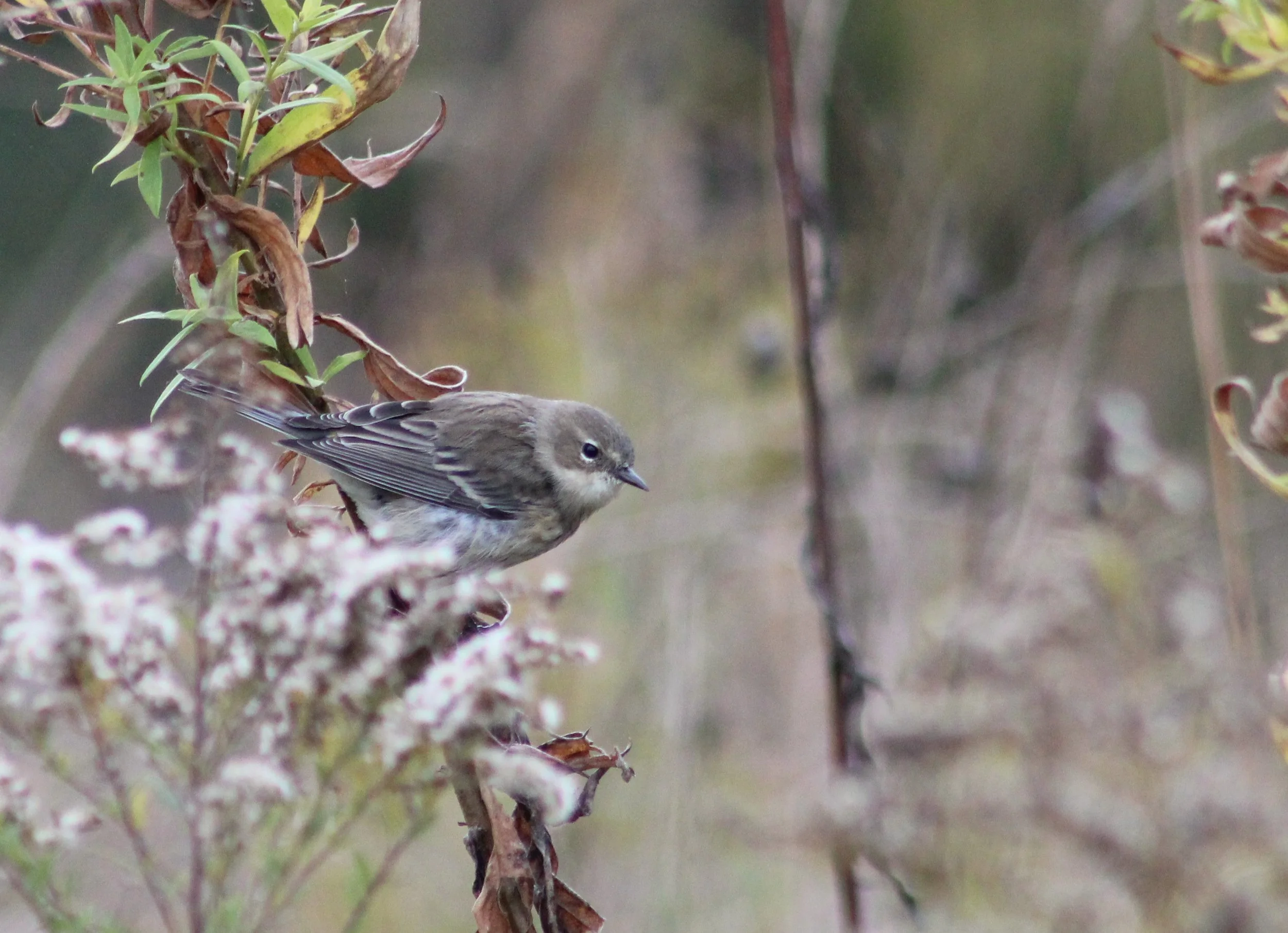 H Yellow-runped Warbler.JPG