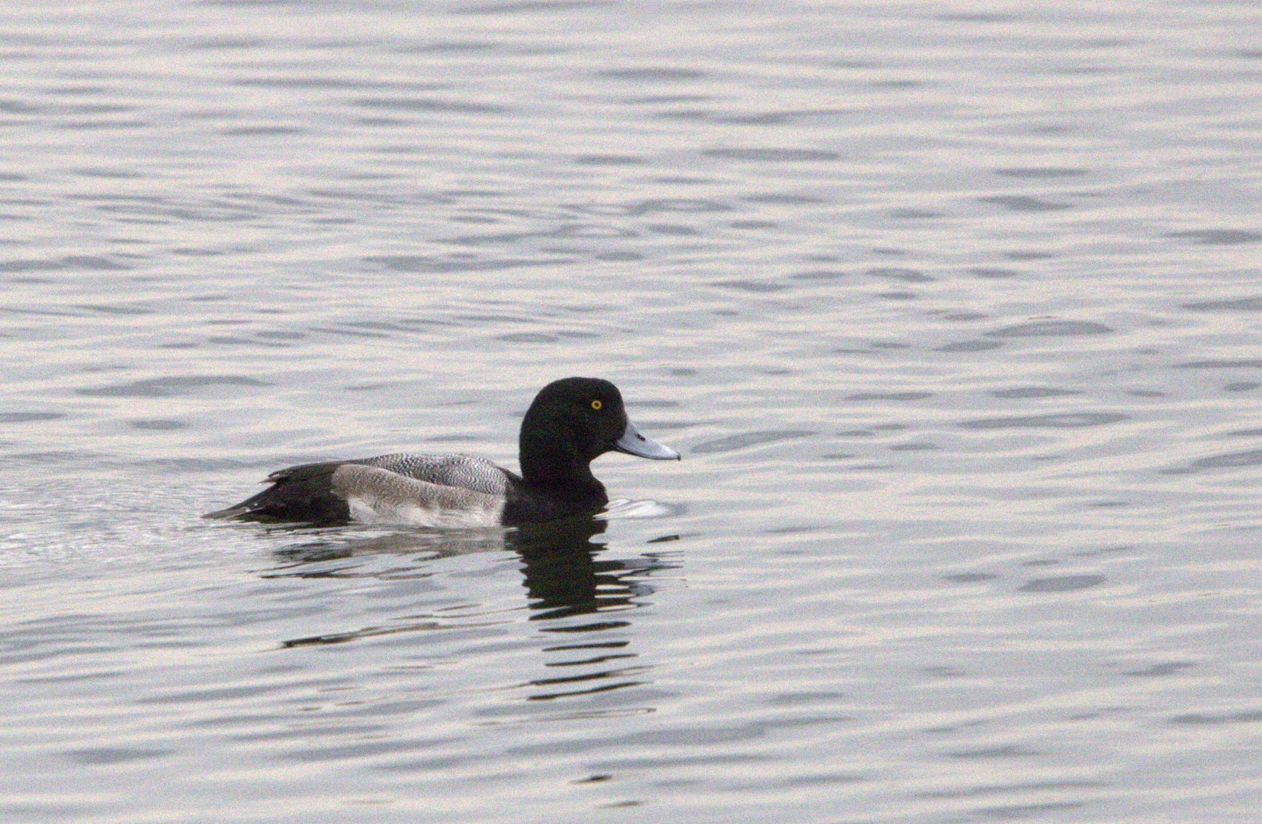 R Greater Scaup.jpg