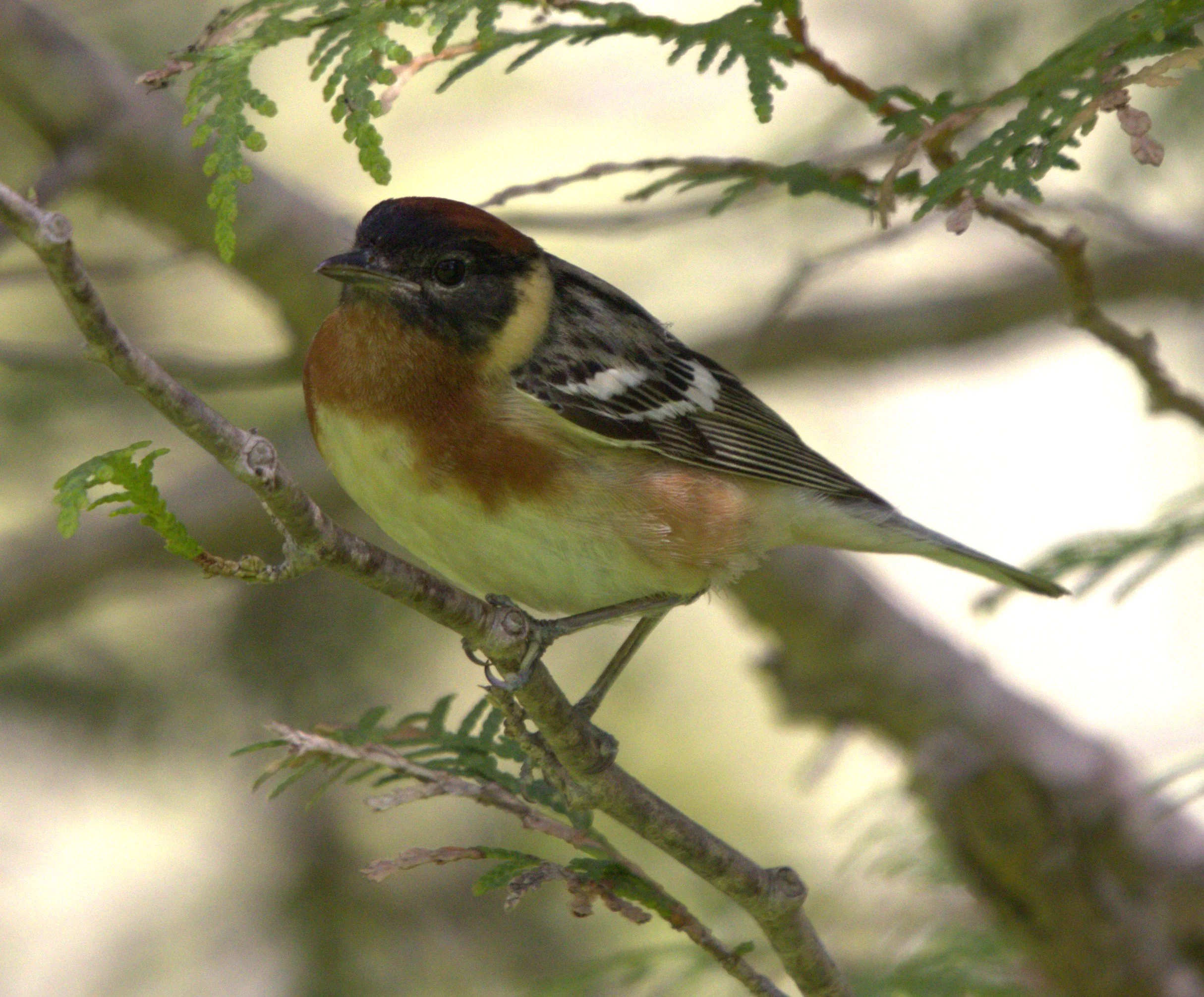 Bay-breasted Warbler.jpg