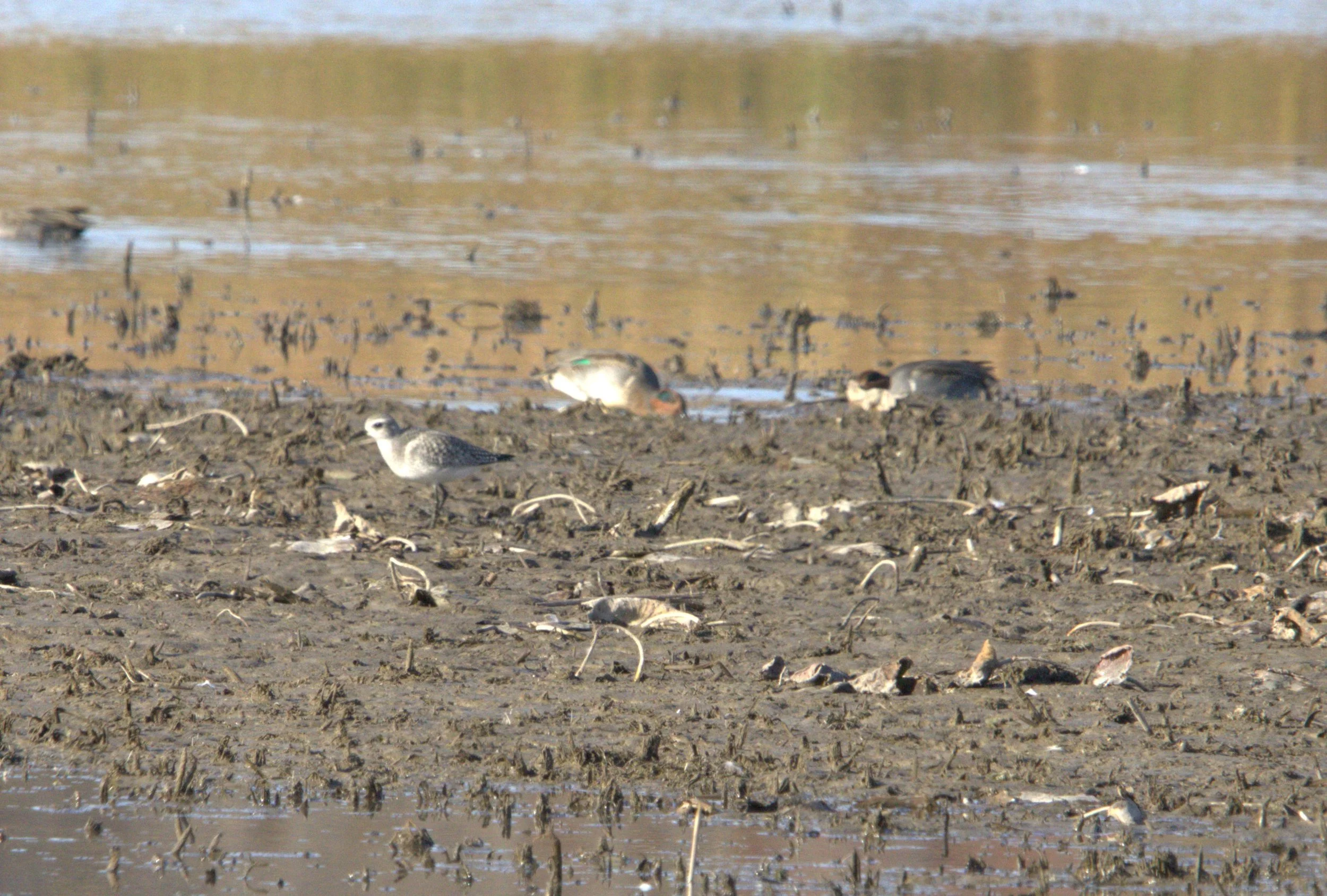 F Black-bellied Plover.jpg