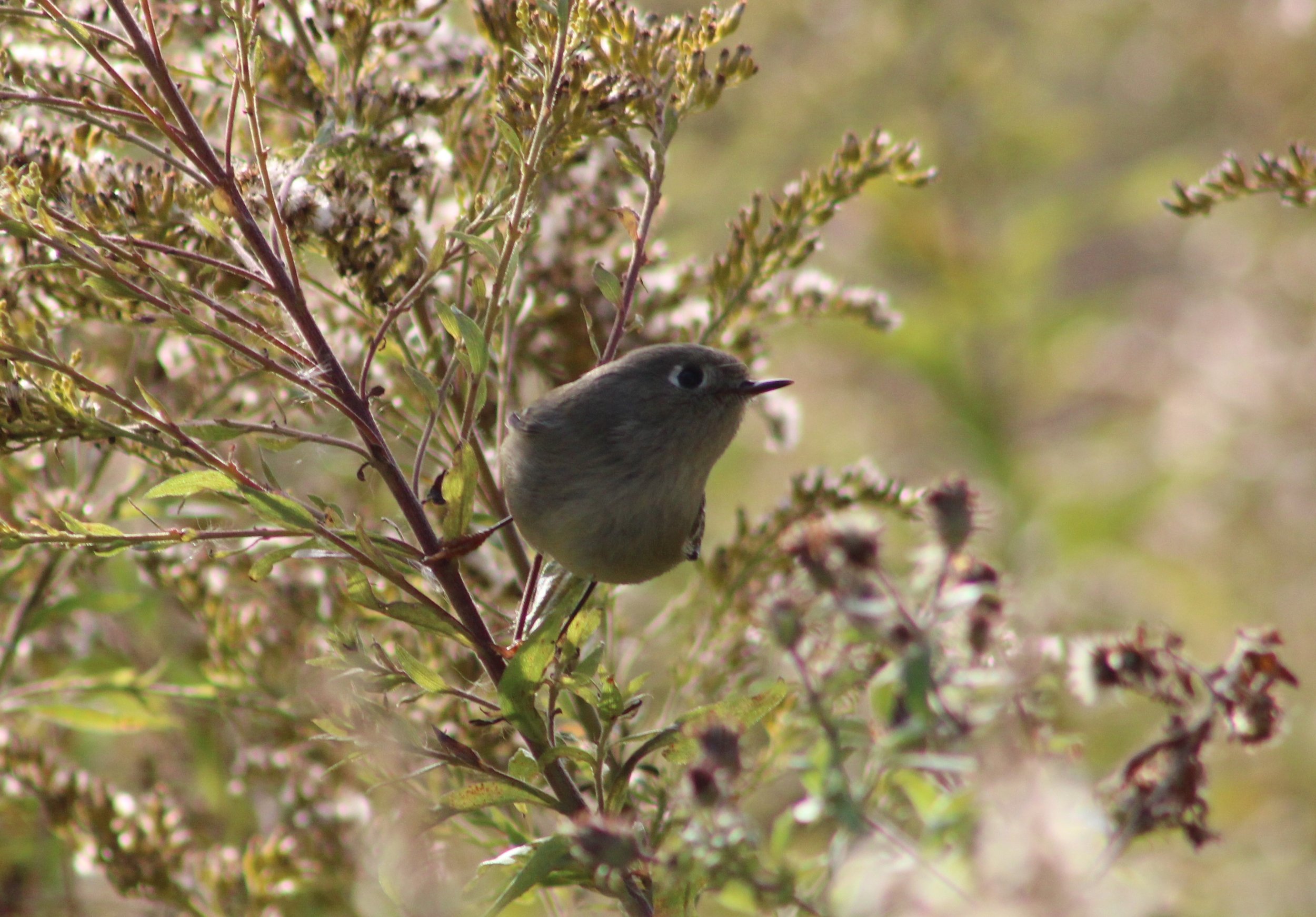 Kinglets
