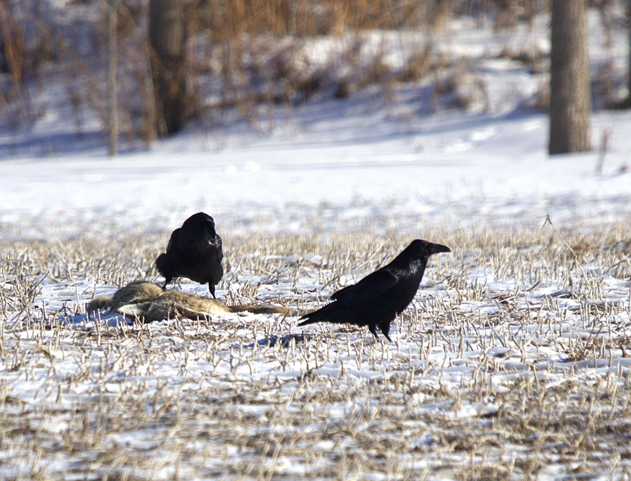 C Common Raven.jpg
