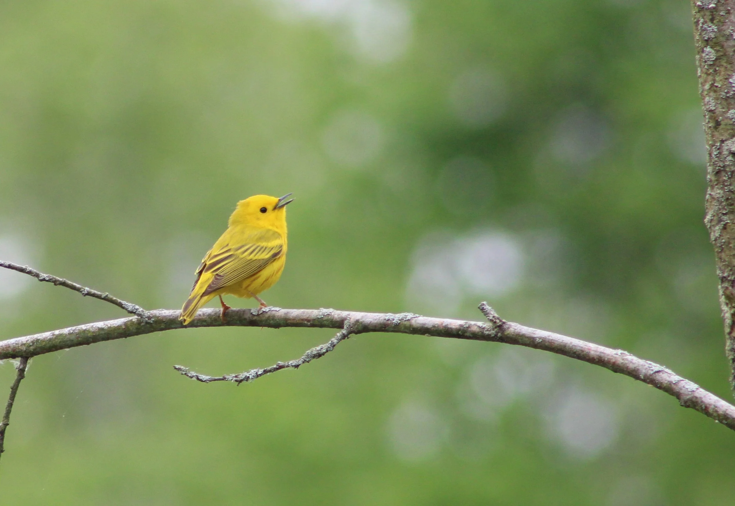 F Yellow Warbler.JPG