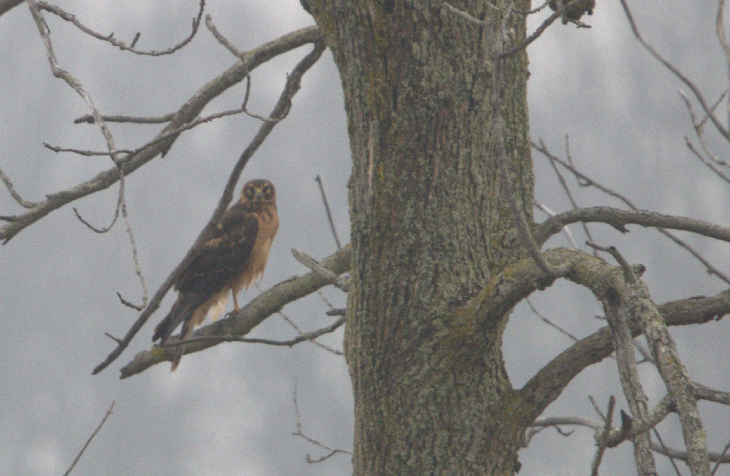 D Northern Harrier.jpg