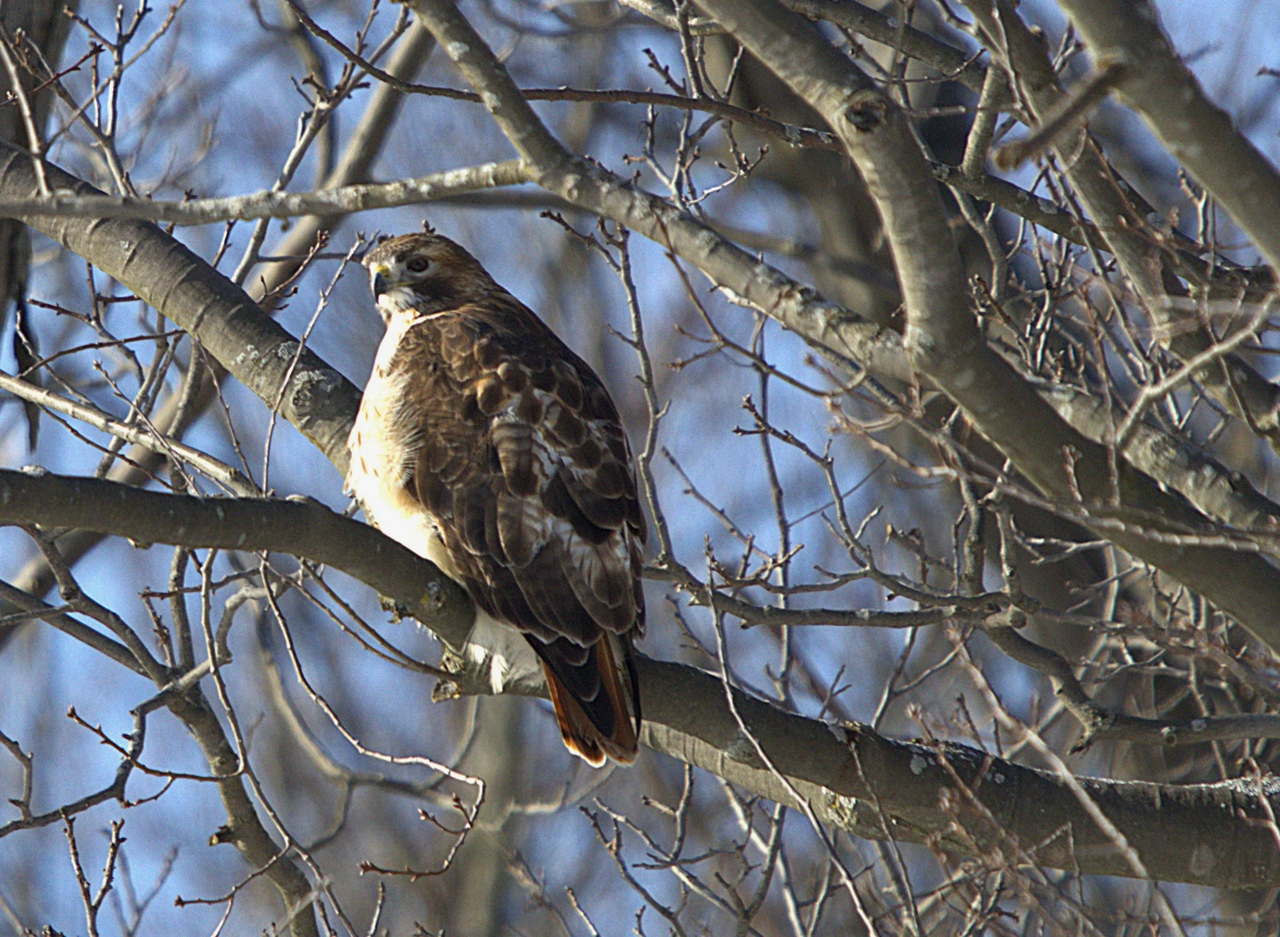 G Red-tailed Hawk.jpg