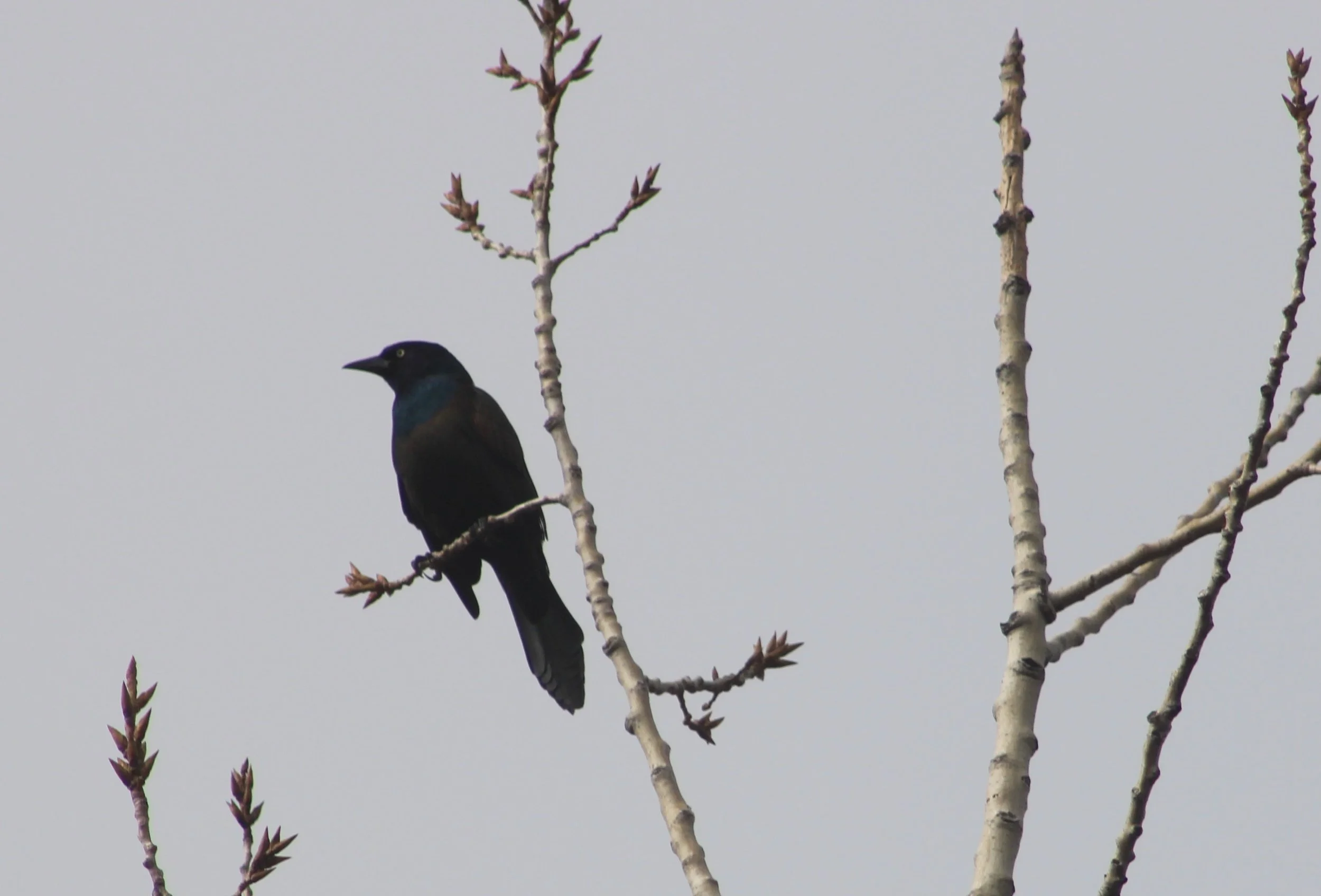H Common Grackle.JPG