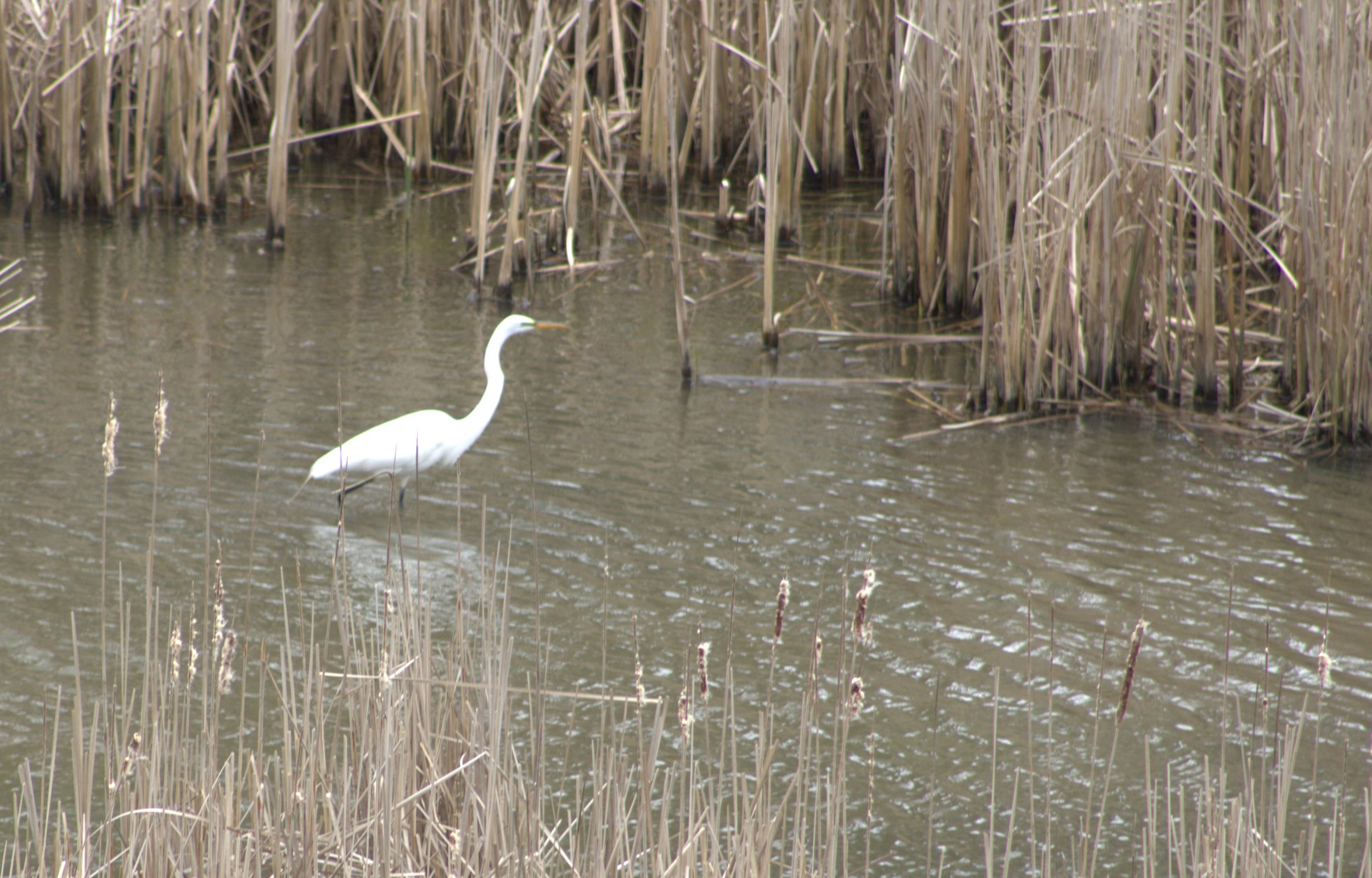 D Great White Egret.jpg