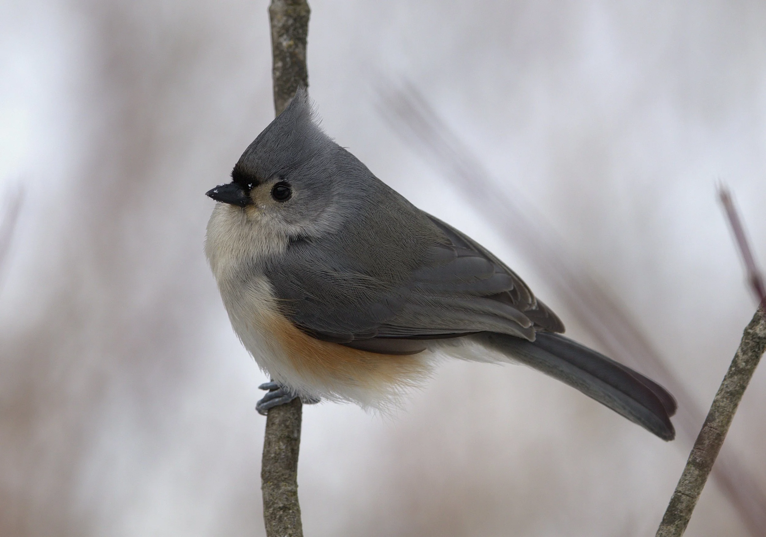 B Tufted Titmouse.jpg