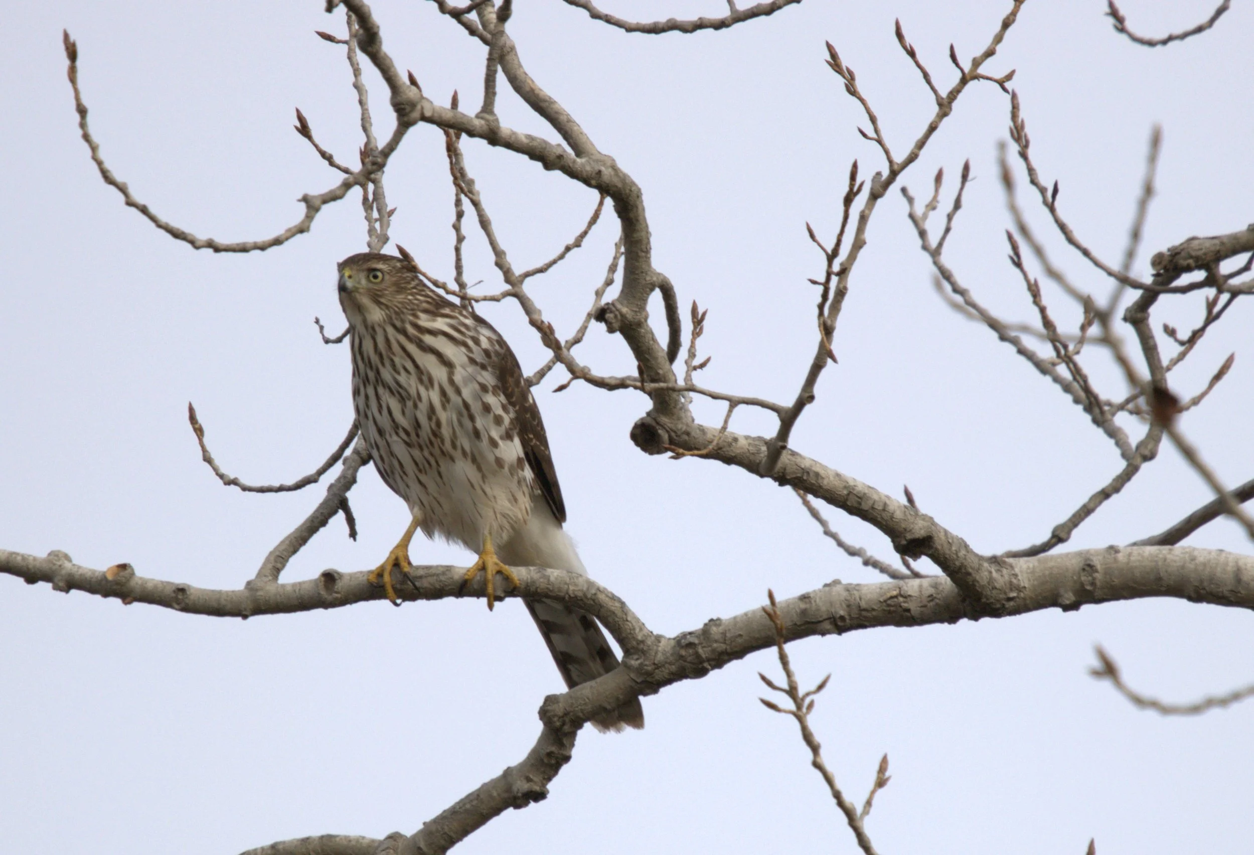 B Sharp-shinned Hawk.jpg