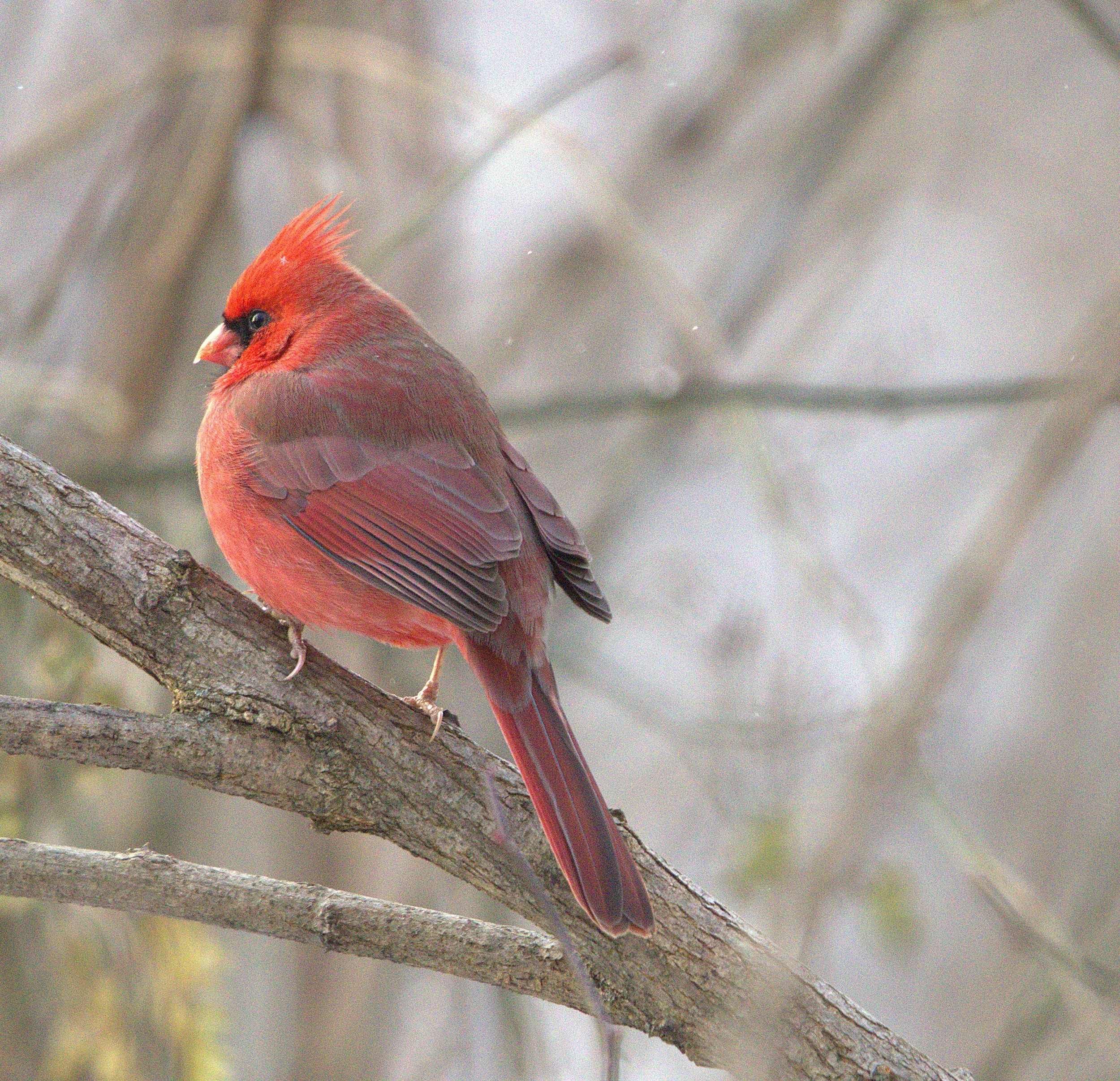 Cardinals, Grosbeaks and Allies