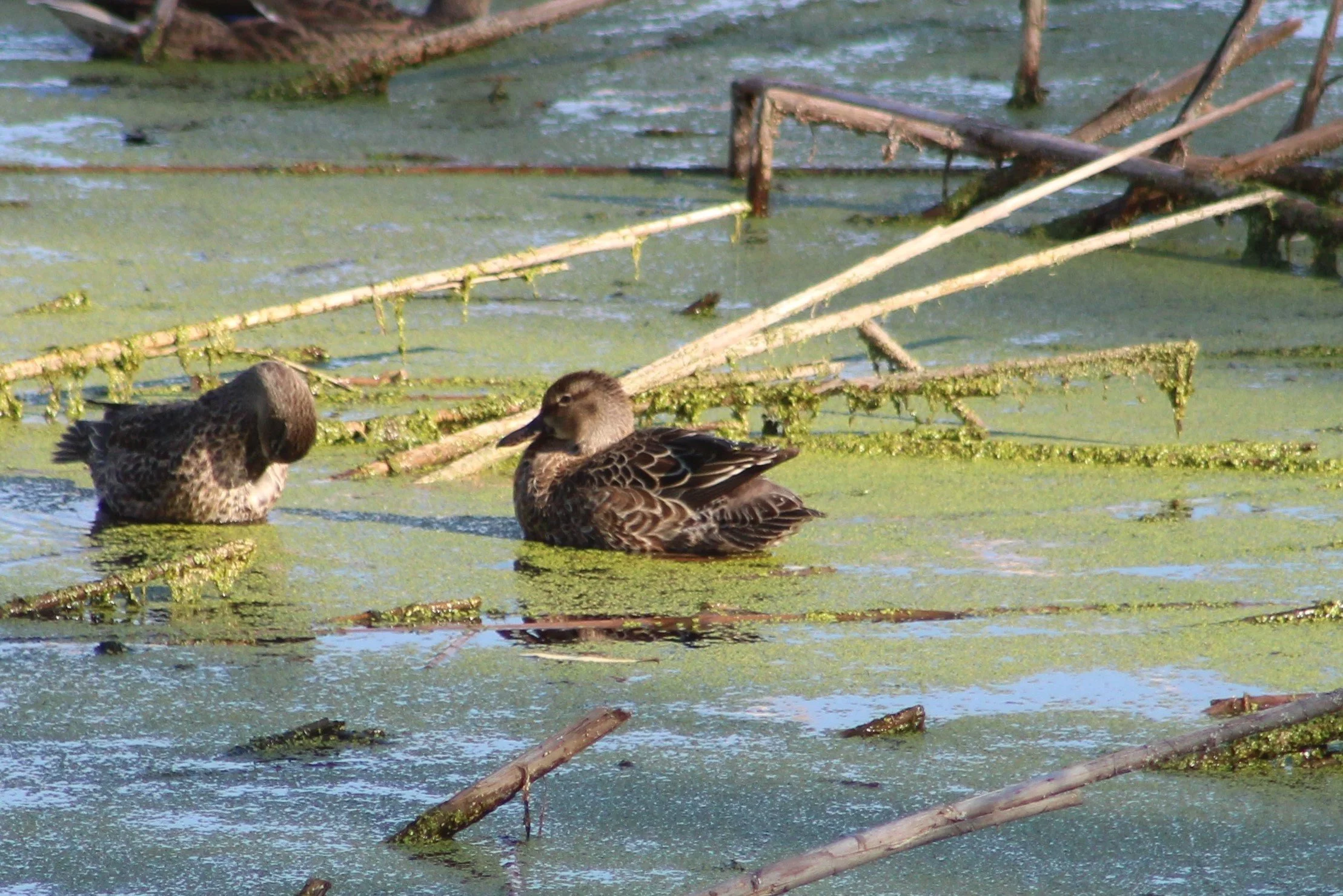 G Blue-winged Teal.JPG