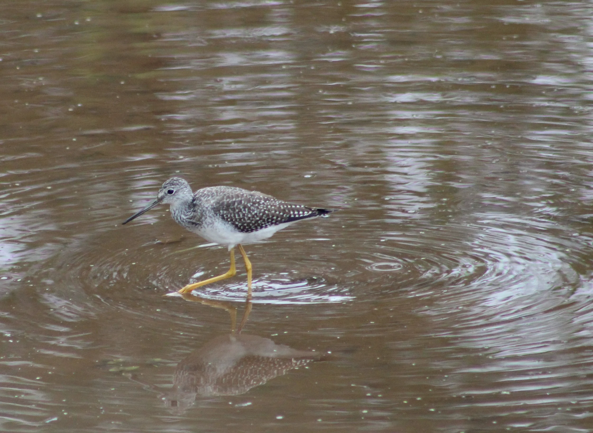 D Greater Yellowlegs.JPG