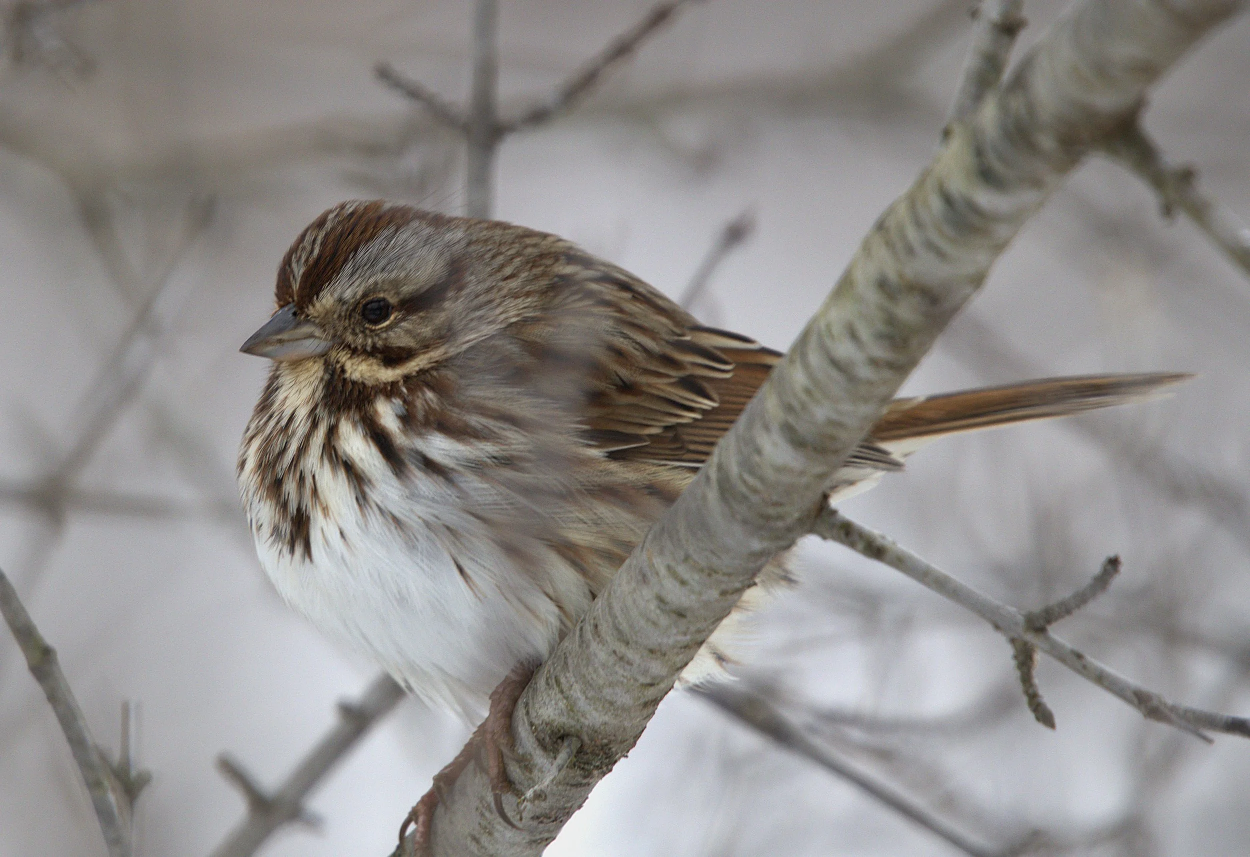 H Song Sparrow.jpg