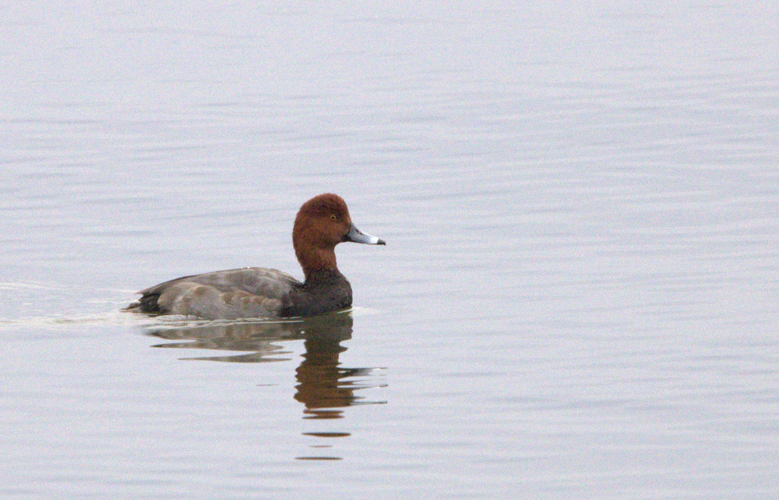 Q Redhead Duck.jpg
