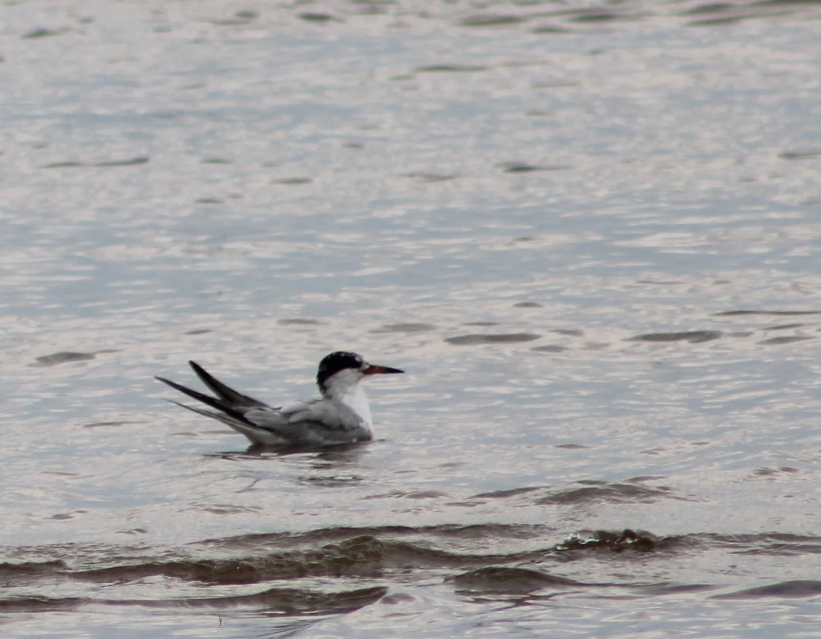 F Forster's Tern.JPG