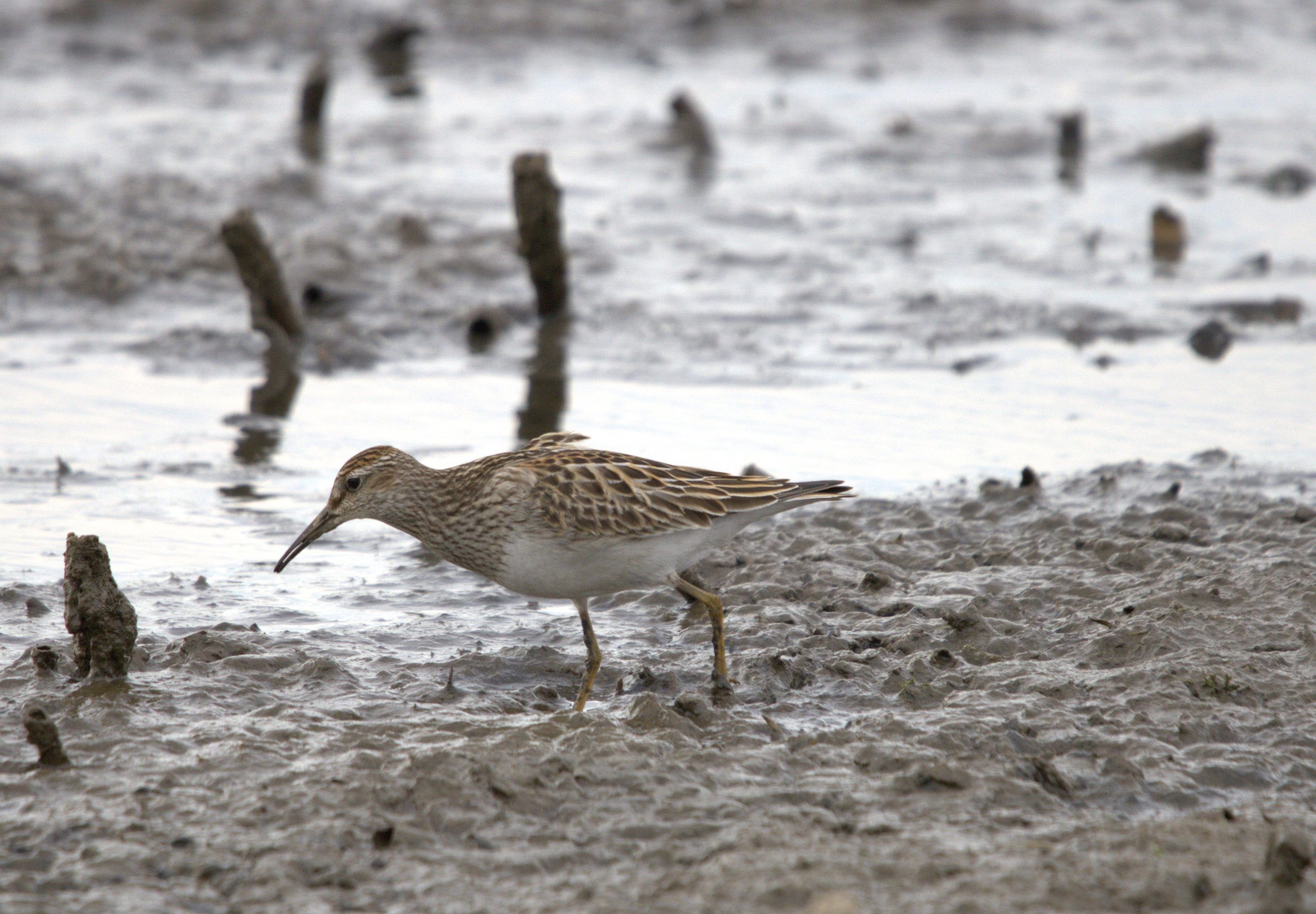 E Dunlin.jpg