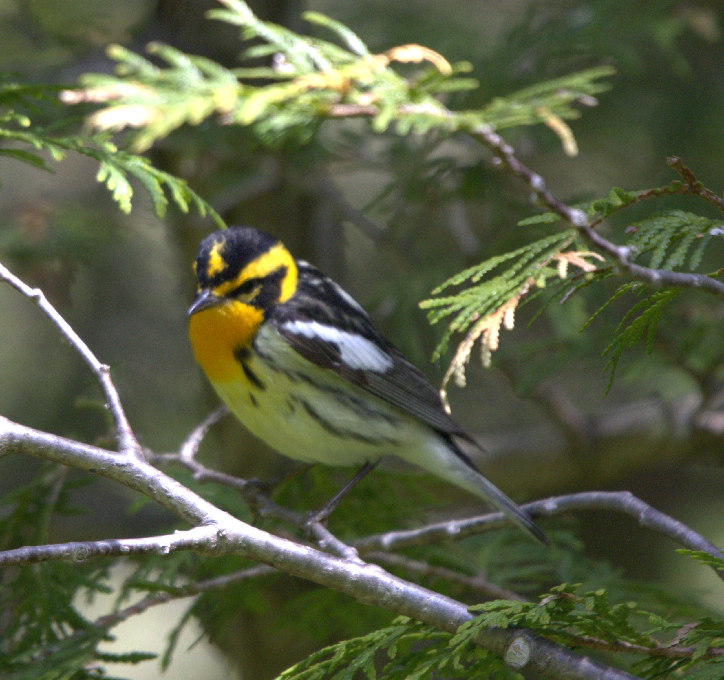 Blackburnian Warbler.jpg