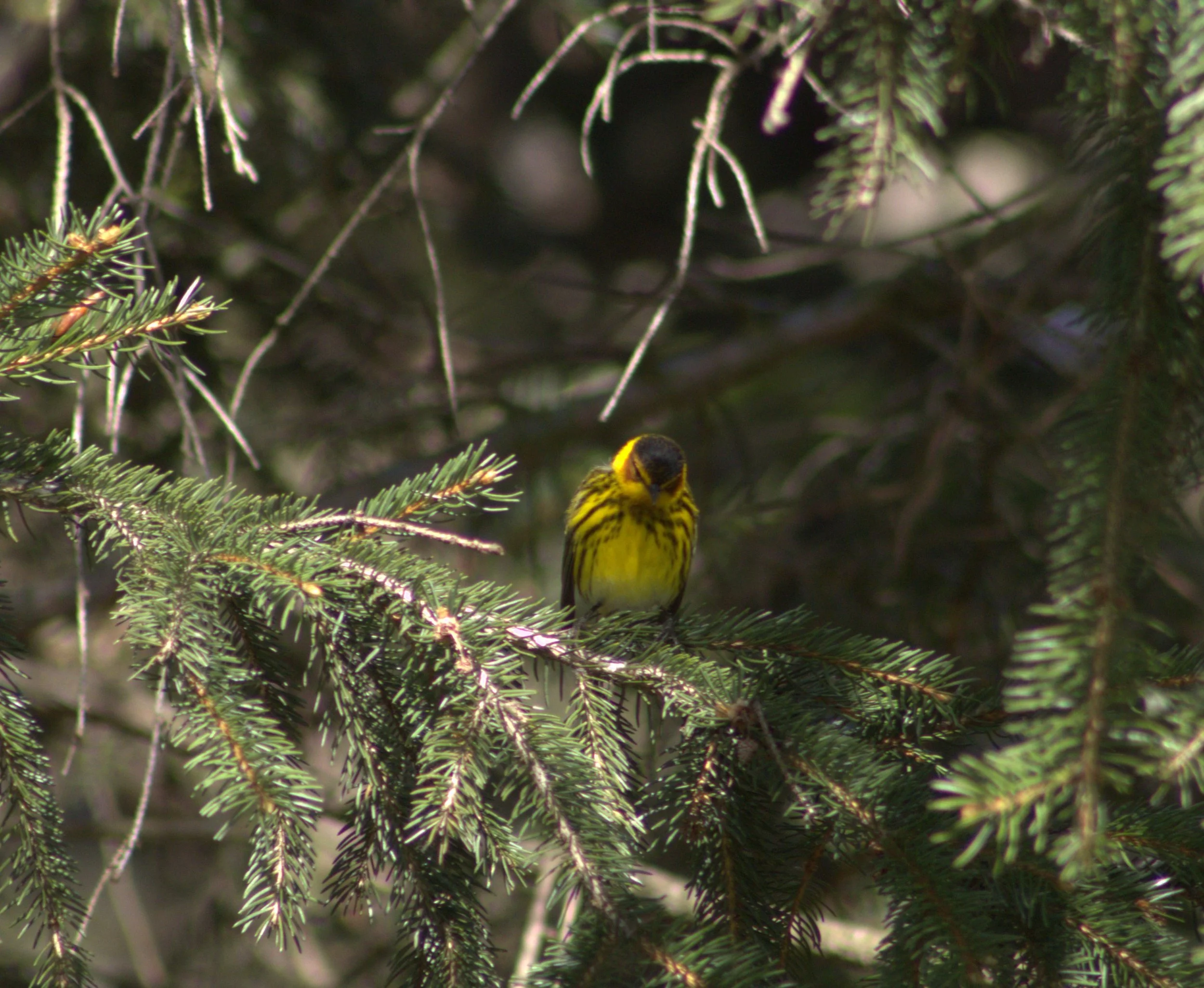 D Cape May Warbler.jpg