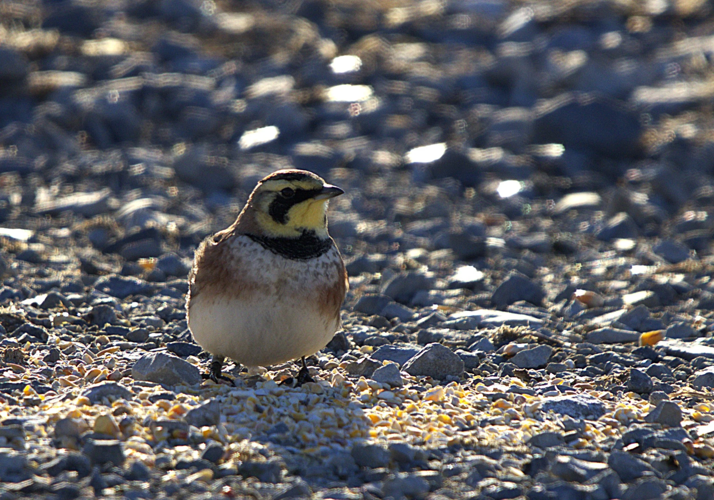 Horned Lark.jpg