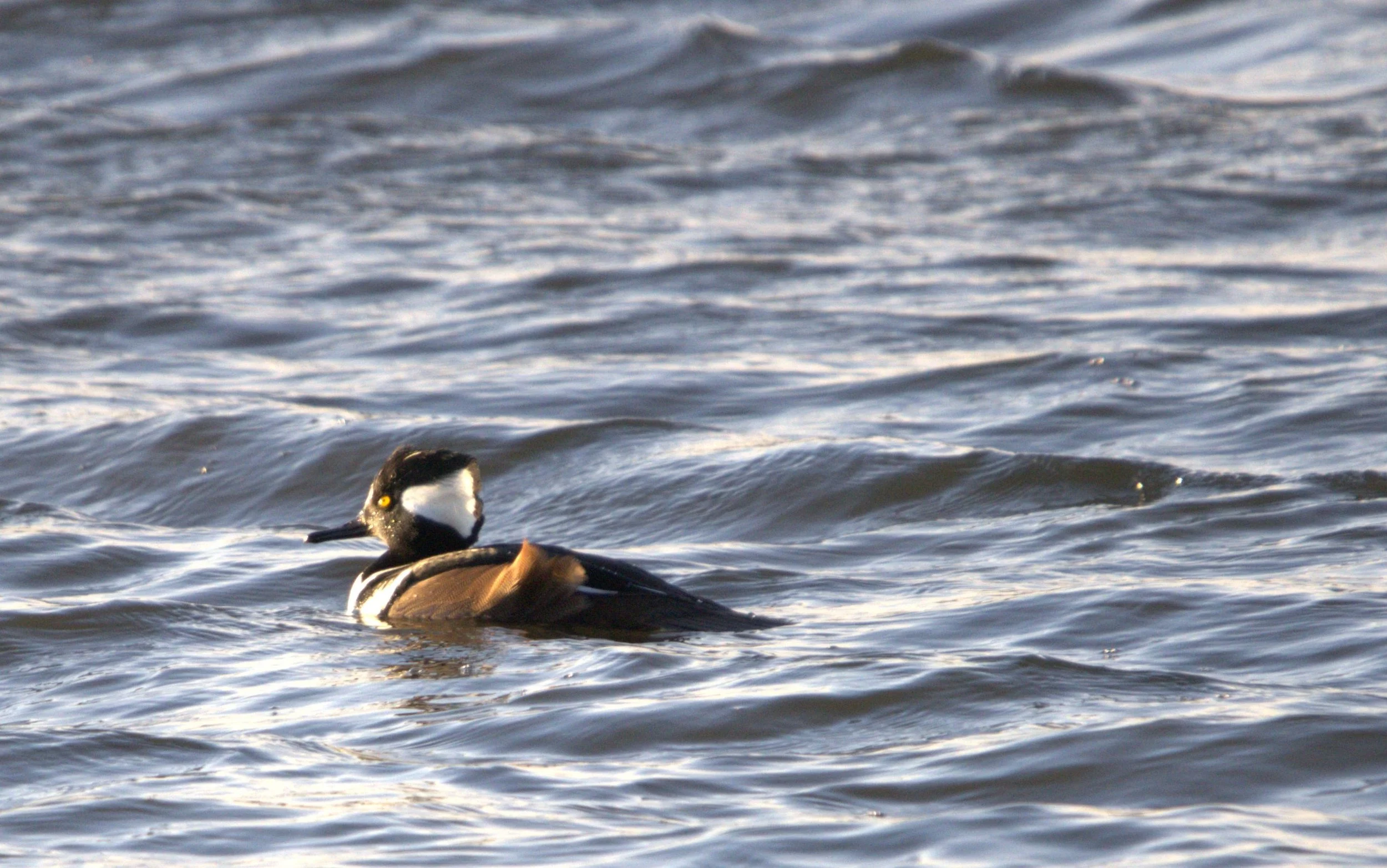 V Hooded Merganser.jpg
