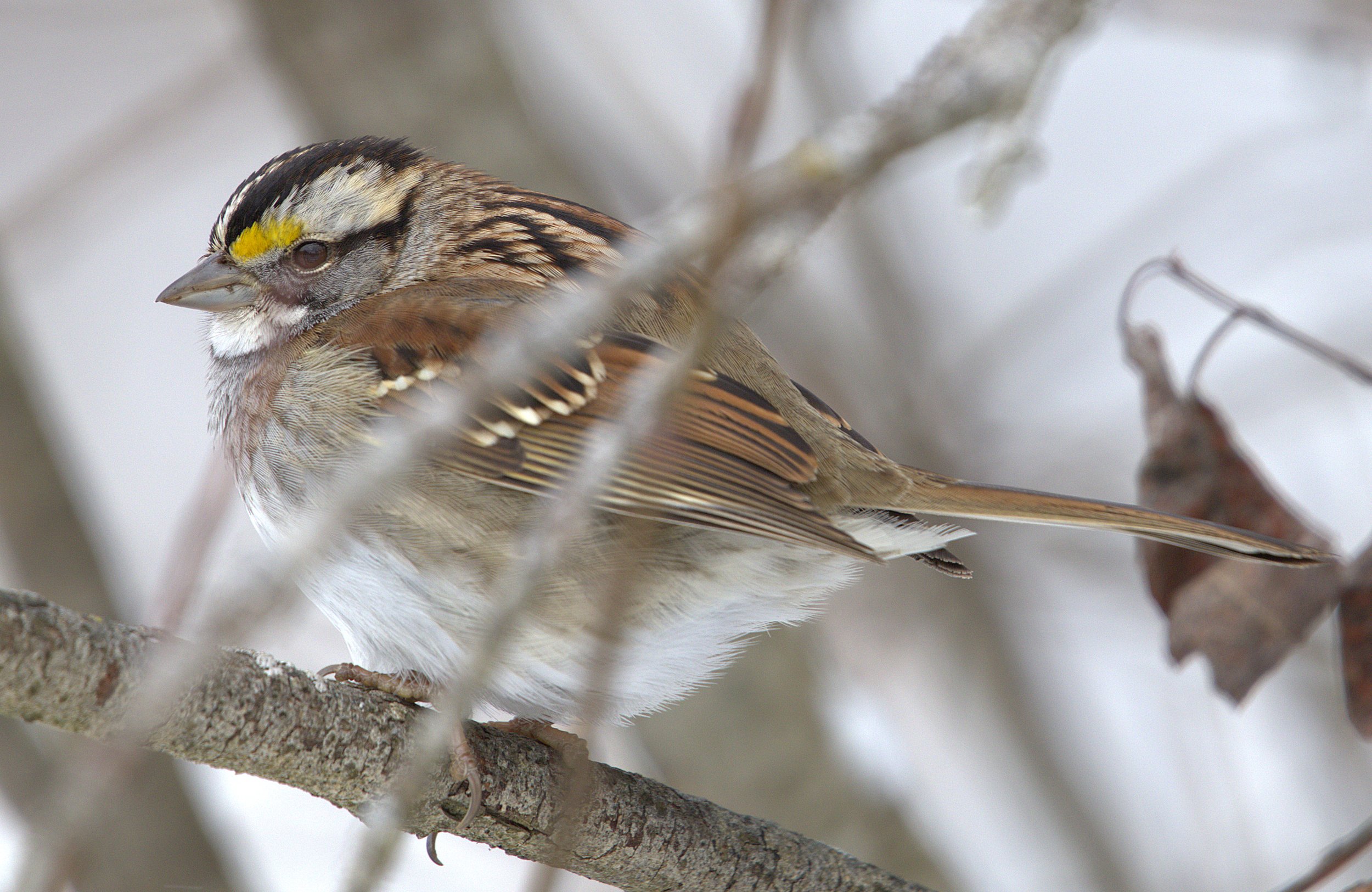F White-throated Sparrow.jpg