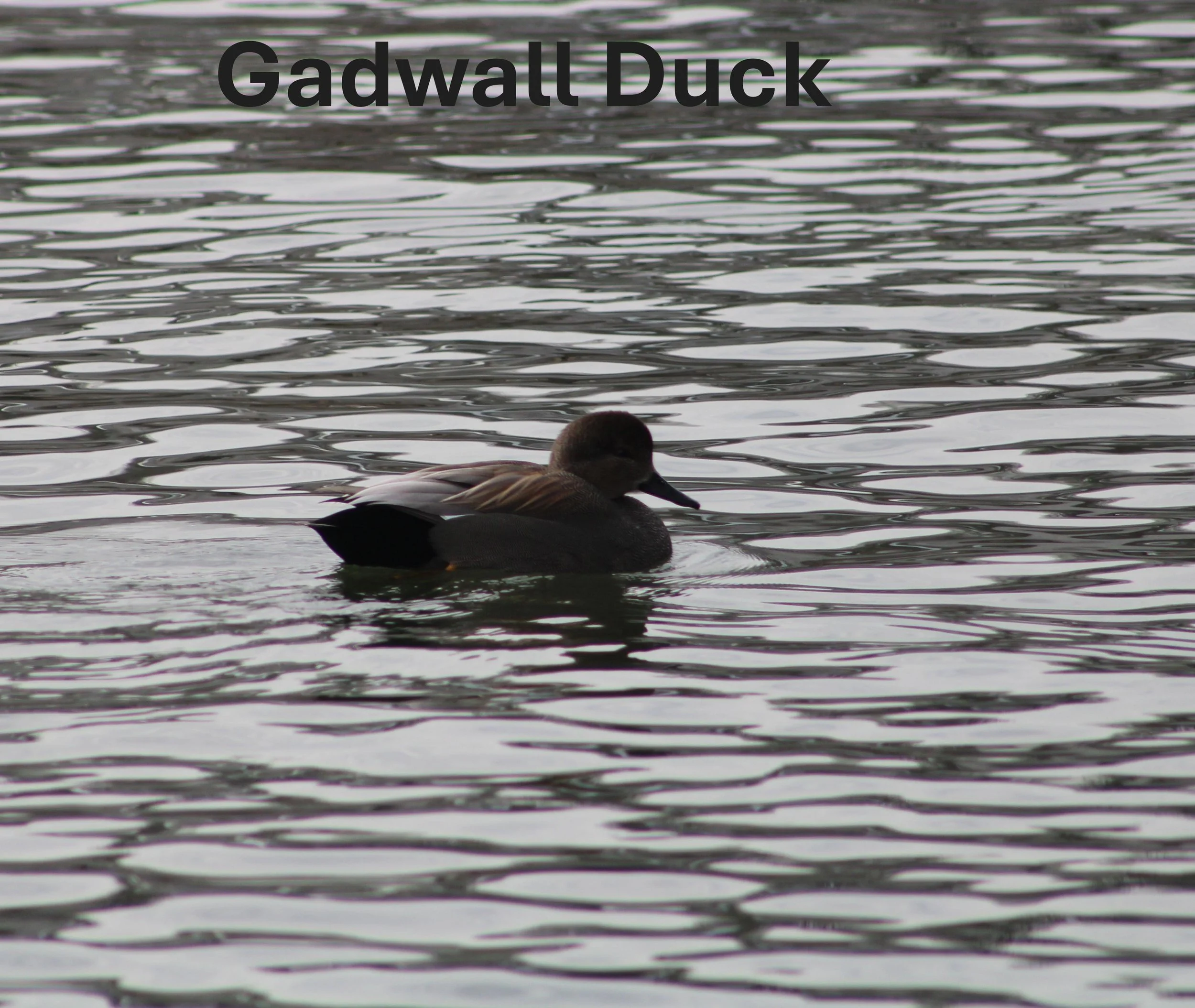 I Gadwall Duck.JPG