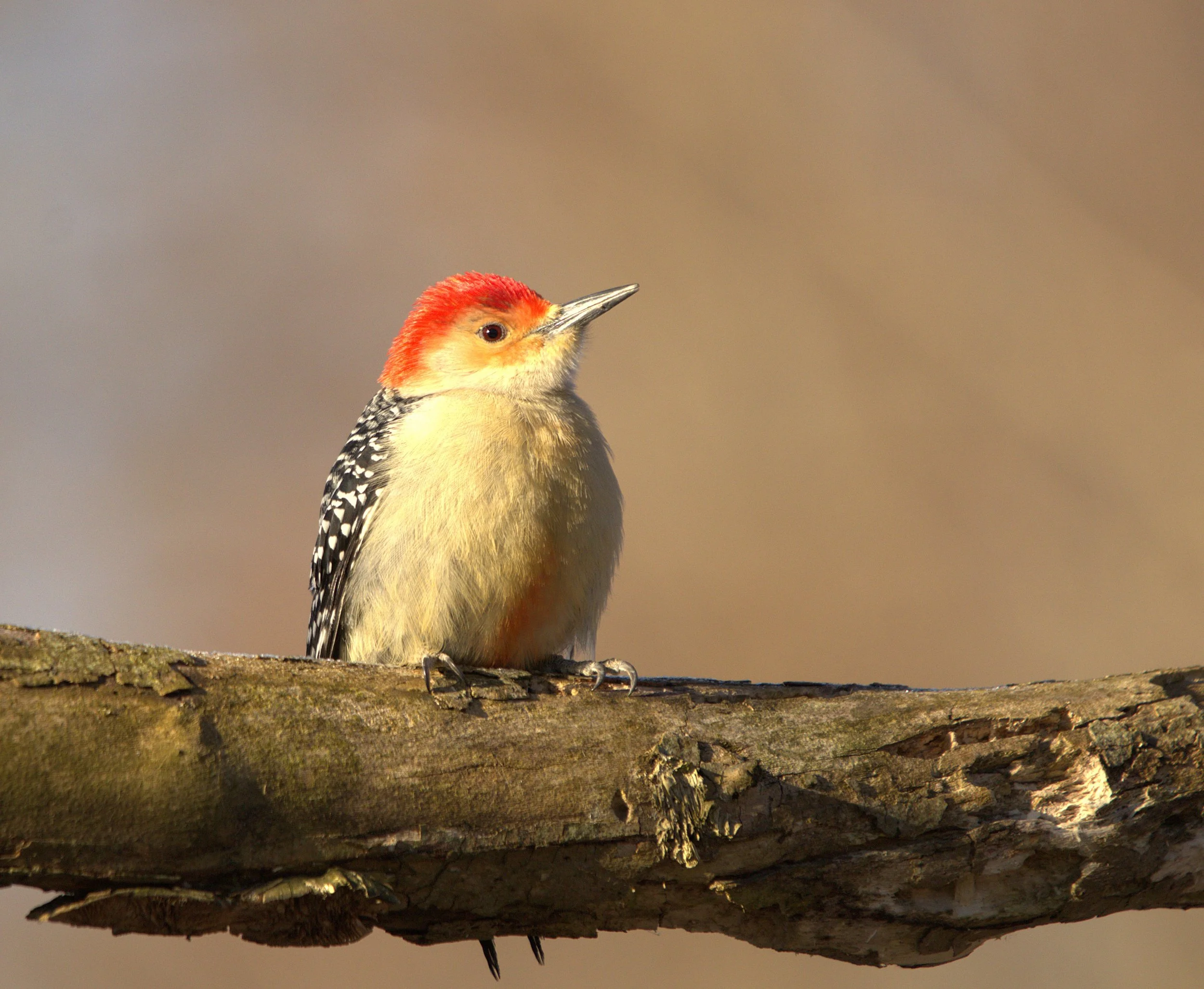 B Red-bellied Woodpecker.jpg