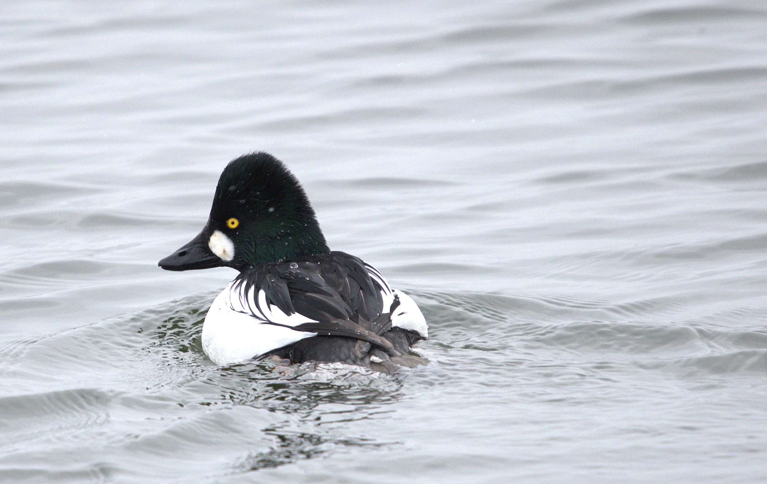 U Common Goldeneye.jpg