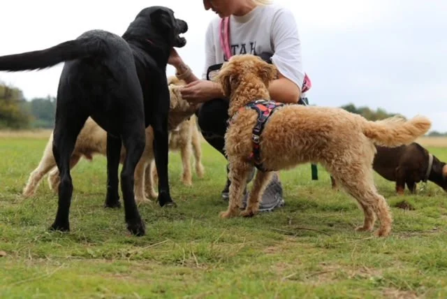 A guide to Bristol’s best dog walking spots