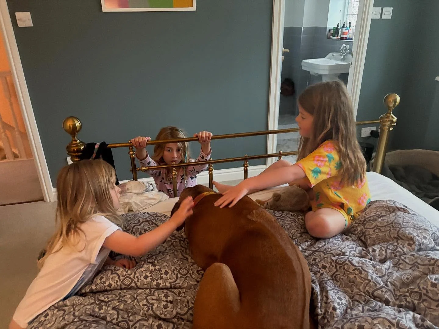 Big gal Mala was never phased by fireworks or thunder, but with age she is definitely more affected by them. The thunder this morning made her jump on my bed (she is only allowed up on my birthday usually!) and the girls all comforted her and brought