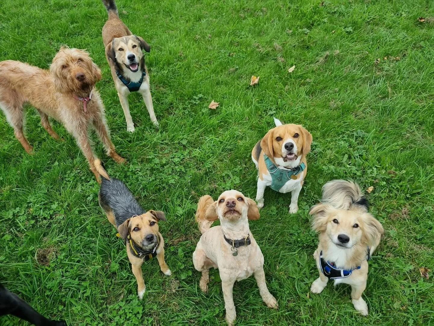 Babes! 
.
.
.
.
.
#dogwalker #dogwalking #walker #walkerlife #dogwalkingislife #bristol #failand #abbotsleigh #clifton #leighwoods #ashtoncourt #schnauzer  #weimeraner #labrador #ridgeback #retriever #vizla #mallspals #fortheloveofdogs #dog #staffado