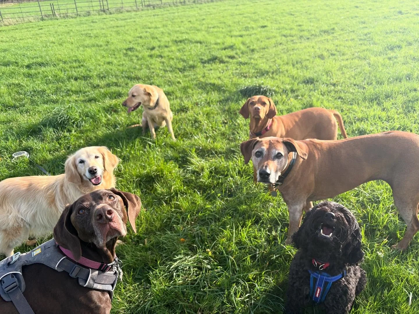 ⚡️⚡️⚡️⚡️⚡️⚡️
What a week so far 
⚡️⚡️⚡️⚡️⚡️⚡️
.
.
.
.
.
#dogwalker #dogwalking #walker #walkerlife #dogwalkingislife #bristol #failand #abbotsleigh #clifton #leighwoods #ashtoncourt #schnauzer  #weimeraner #labrador #ridgeback #retriever #vizla #mall