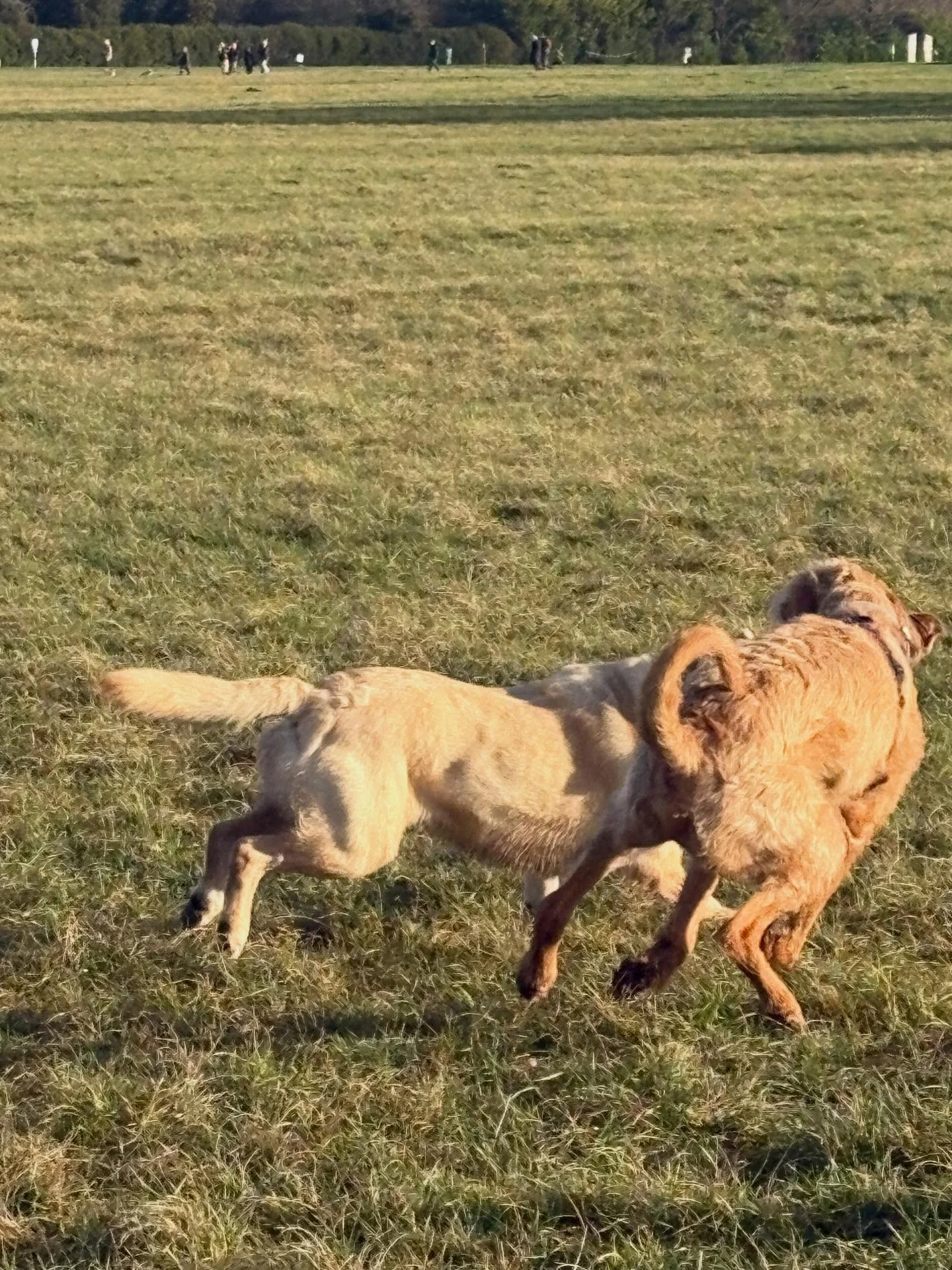 Some December pups 🐶🐾🐶🐾💖🐾