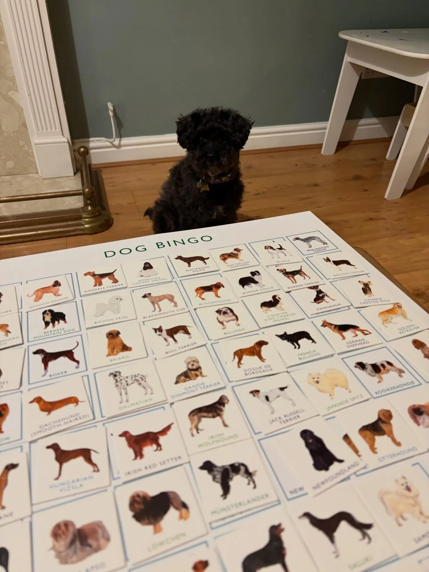 Little bit of Dog Bingo with the kiddos and doggos last night 🥰🐾💜 also, love the name Bingo for a pup! 🐶🙌🏽🩶
.
.
.
.
.
#dogwalker #dogwalking #walker #walkerlife #dogwalkingislife bristol failand abbotsleigh clifton leighwoods ashtoncourt schna