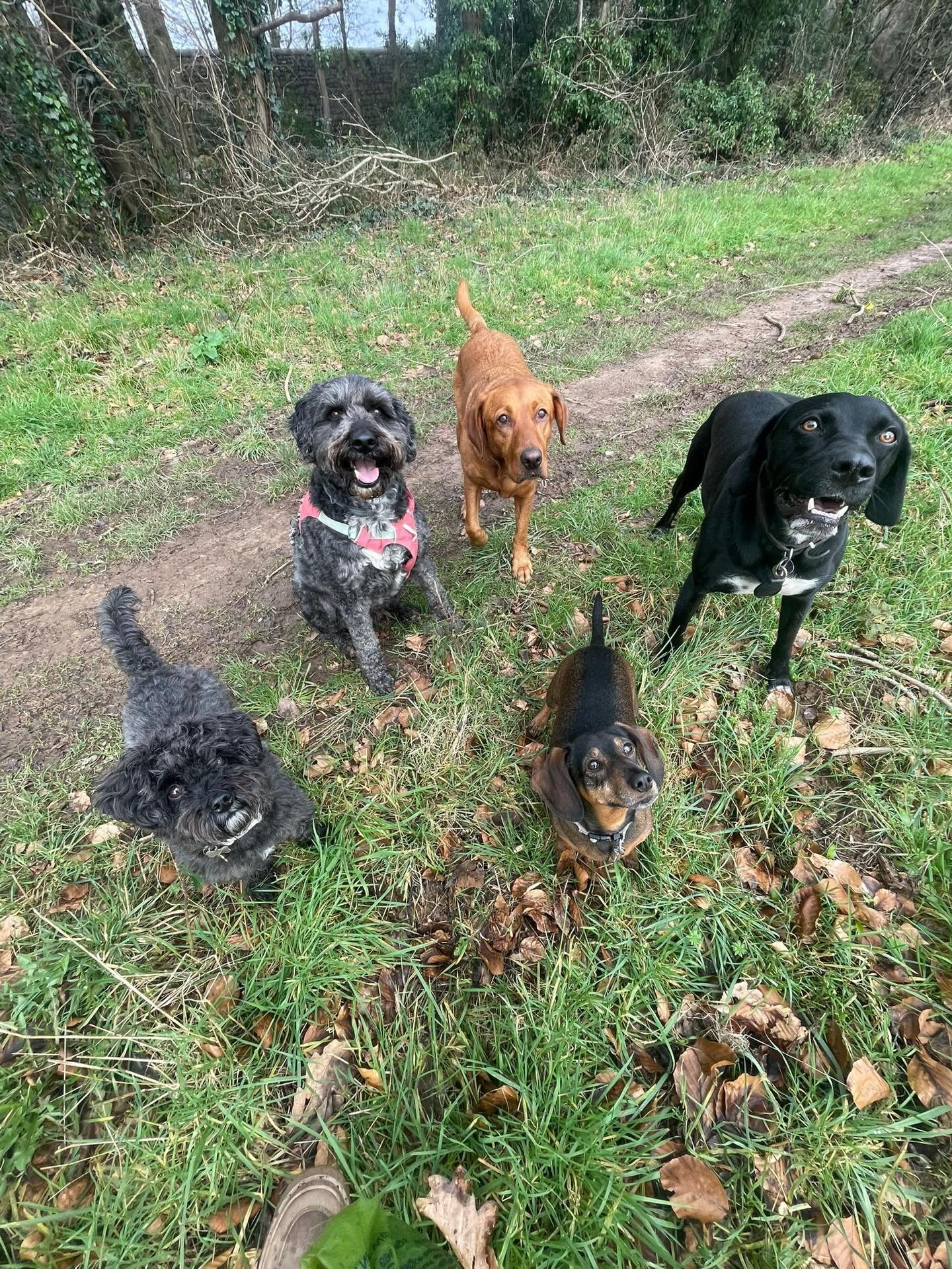 Bits and dogs ☮️ 
.
.
.
.
.
#dogwalker #dogwalking #walker #walkerlife #dogwalkingislife bristol failand abbotsleigh clifton leighwoods ashtoncourt schnauzer  weimeraner labrador ridgeback retriever vizla mallspals fortheloveofdogs dog staffador span