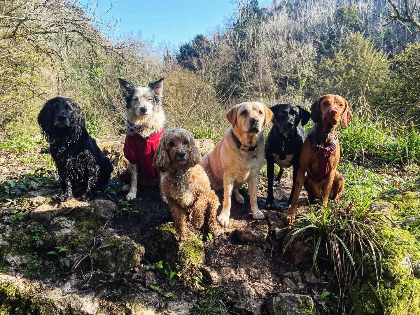 Cat has absolutely nailed this picture! Forever joking she can only get 5 in nicely 😂 you finally did it! Go girl 💪🏼 💥 🧡🩶🖤🐾🐶🥰 also, the crew look absolutely stunning 🤩 

Zola + Stiorra + Paddy + Lupa + Rafi + Annie 😘