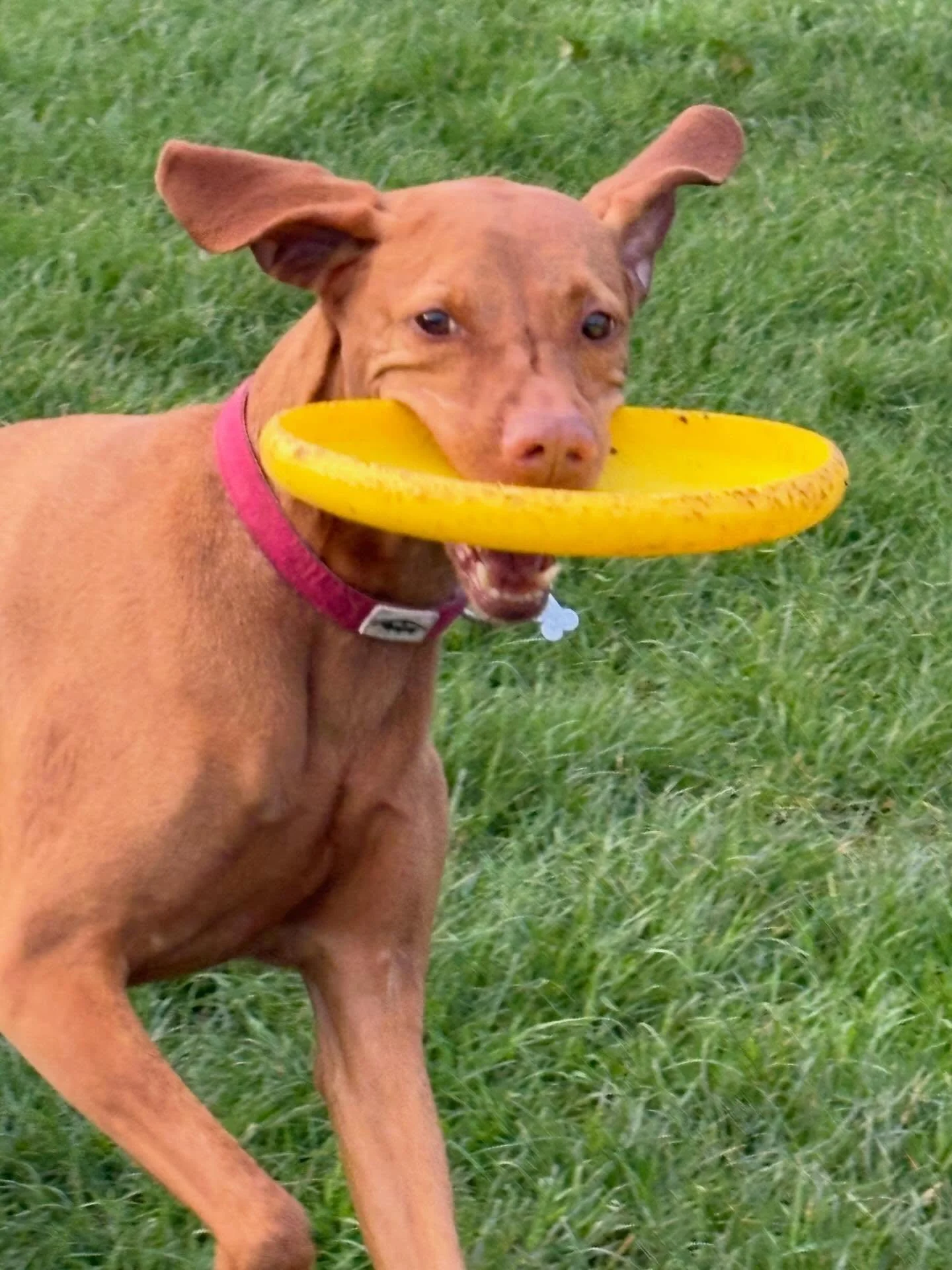 Finders keepers! (We did leave it behind 😅) 
.
.
.
.
.
#dogwalker #dogwalking #walker #walkerlife #dogwalkingislife bristol failand abbotsleigh clifton leighwoods ashtoncourt schnauzer  weimeraner labrador ridgeback retriever vizla mallspals forthel