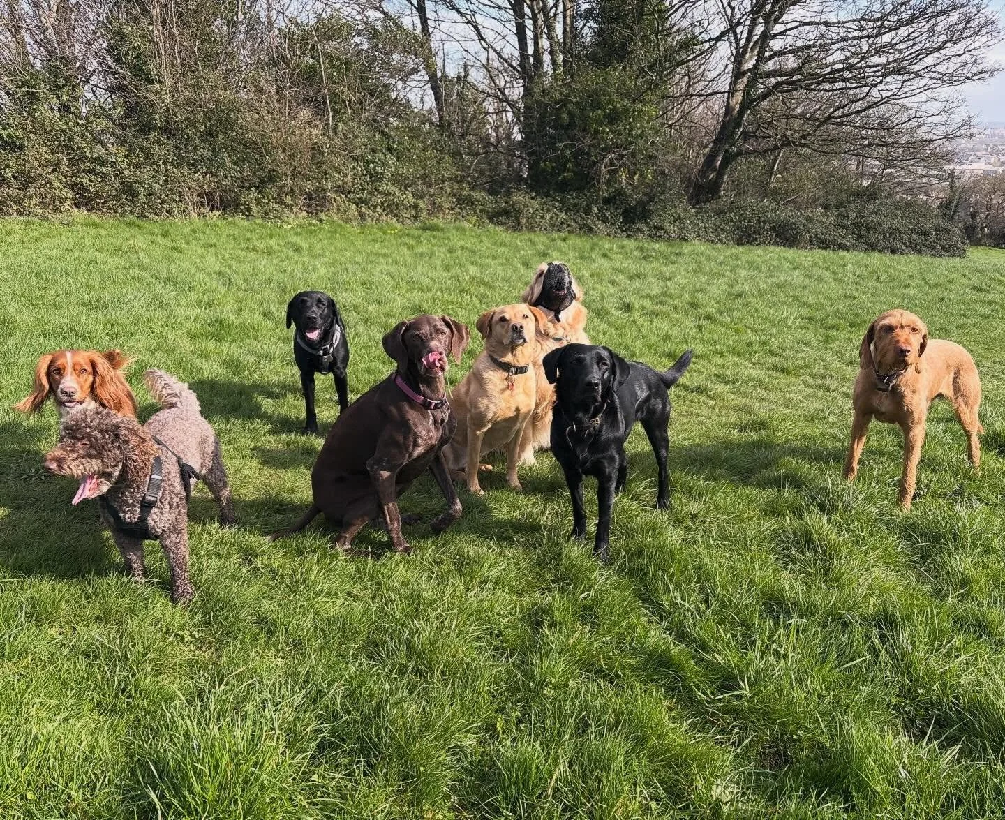 Murray&rsquo;s bored, the others are hungry 🤤 
#fieldofdreams #mallspals #bristoldogwalker #loveyourjob #loveyourdog