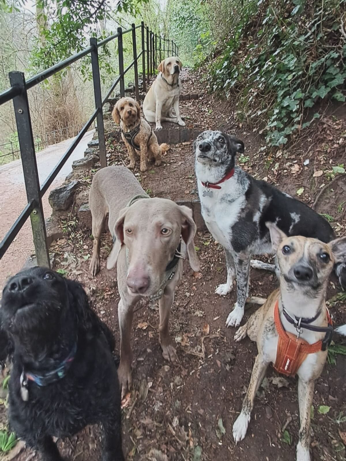 ❌ Babes in Blaise ❌
.
.
.
#dogwalkerbristol #dog #bristol #legenddogs #mallspals