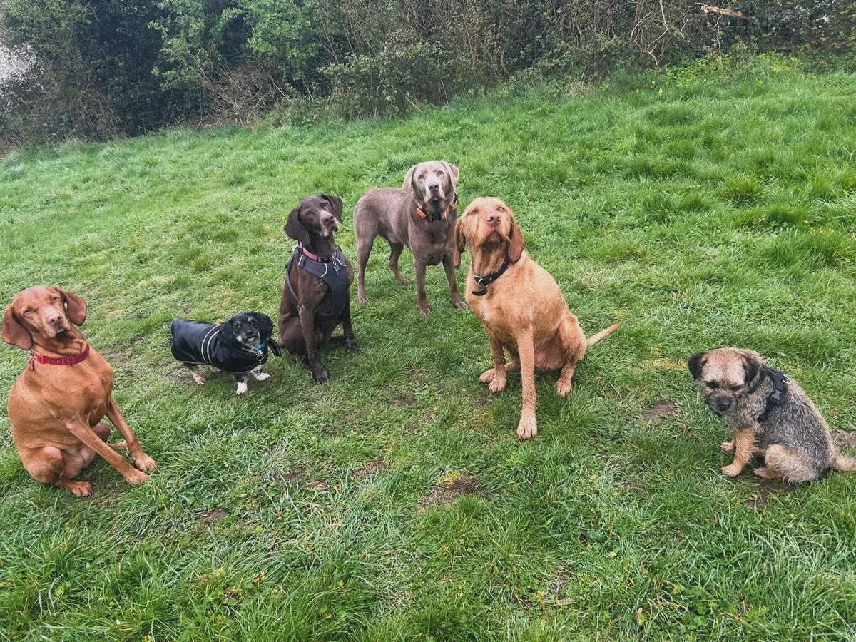 Friday feels 🤍🤍🤍🤍🤍🤍
#friday #dog #bristol #dogwalkerbristol #walkerlife