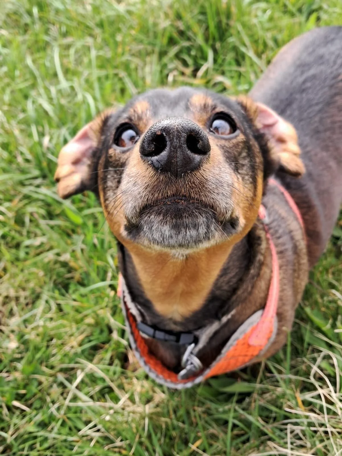 Boops from Nelly 🖤
#dogwalker #bristol #dogslife #sausagedog #legends