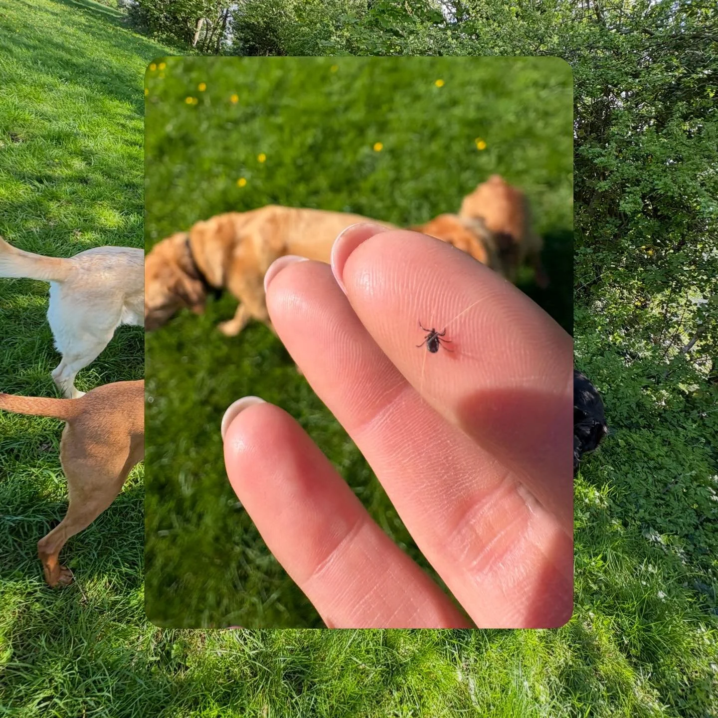 🐜 TICKS 🐜  are visibly back!! Please make sure you use preventative methods for these little pests, and check daily before they really bury into the skin ✋🏼 whether it&rsquo;s long, or short grass, or woodland - they&rsquo;ll hunt you down 💥 

#t